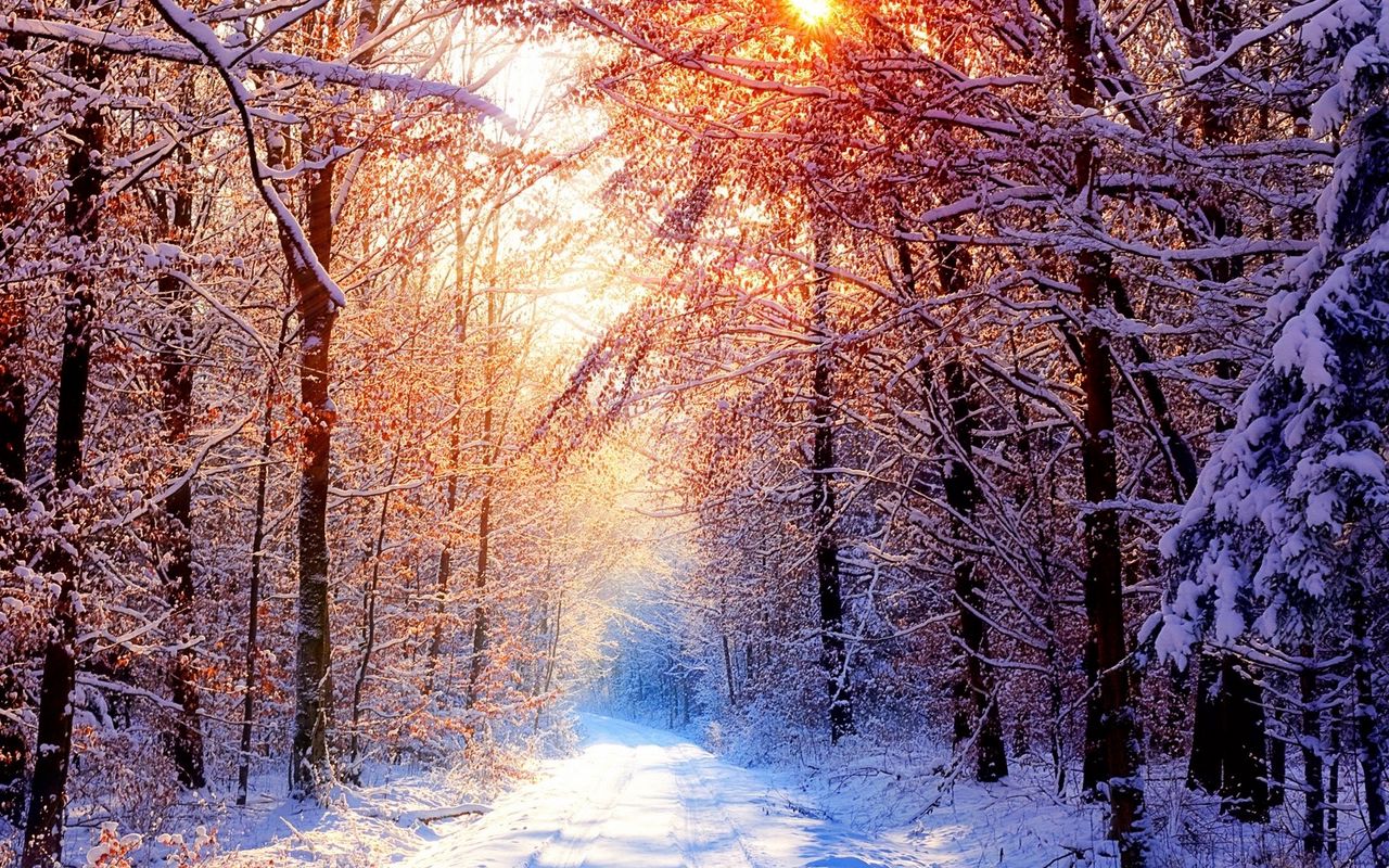 Download wallpaper 1280x800 road, wood, trees, snow, winter, avenue, sun, light, beams widescreen 16:10 HD background