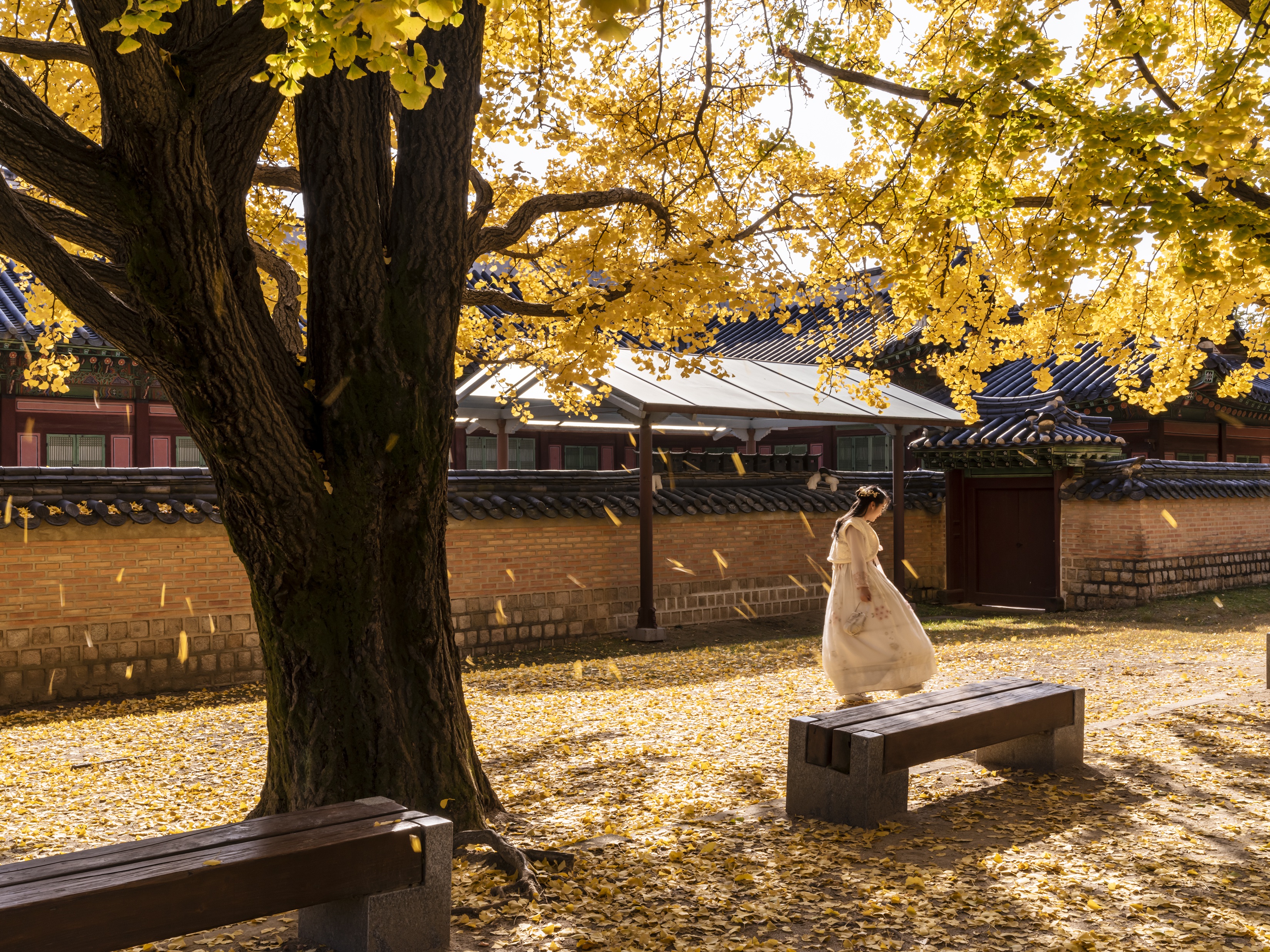 Image Seoul Foliage South Korea Gyeongbok Palace Autumn 3300x2475