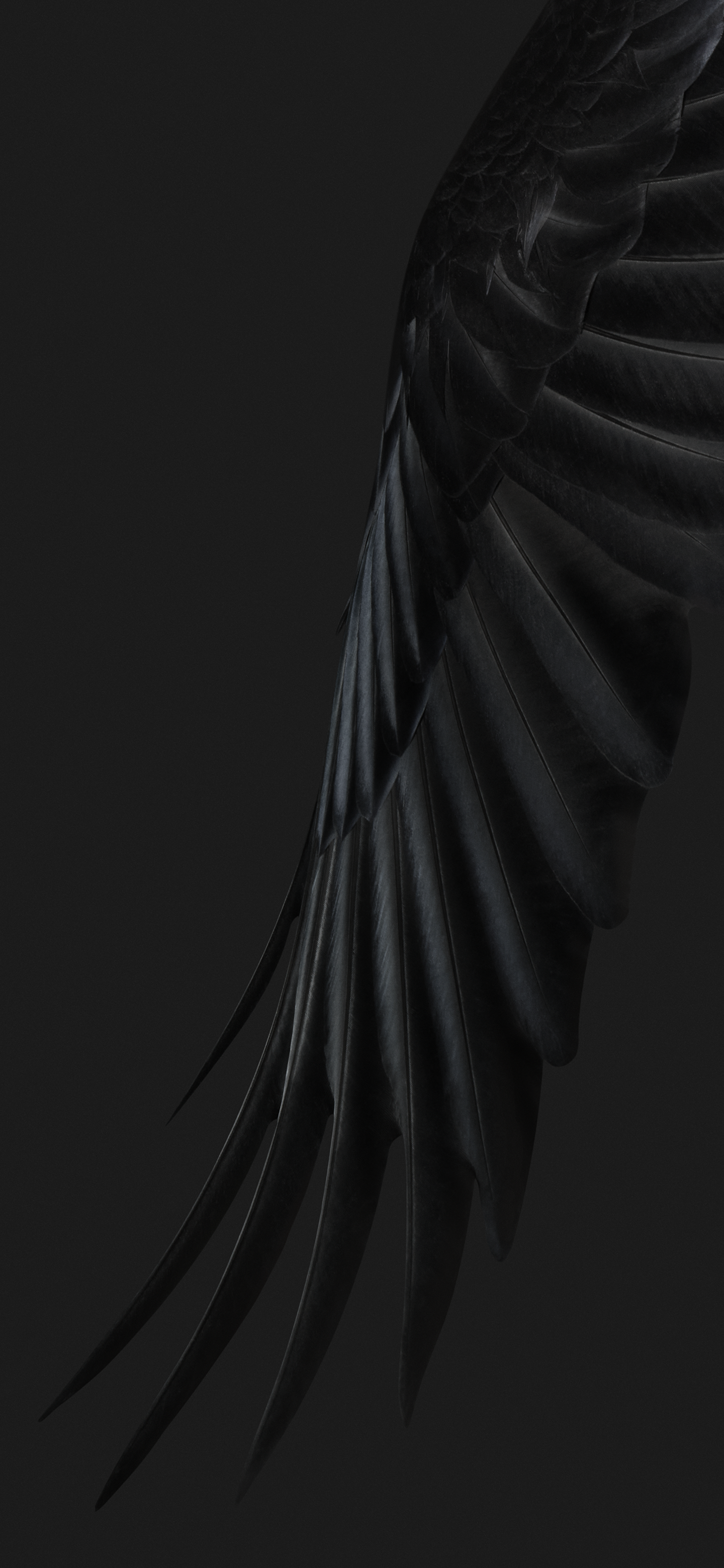 Download 'Feathers' wallpaper from the Pixel 7 and Pixel 7 Pro