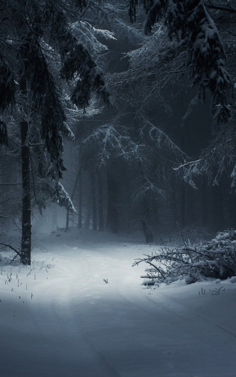 Dark Winter Forest