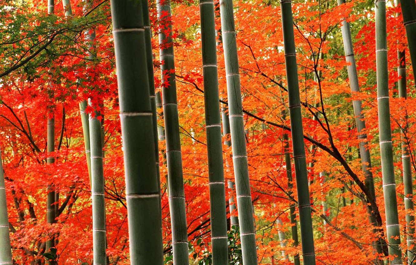 Autumn Bamboo Wallpapers - Wallpaper Cave