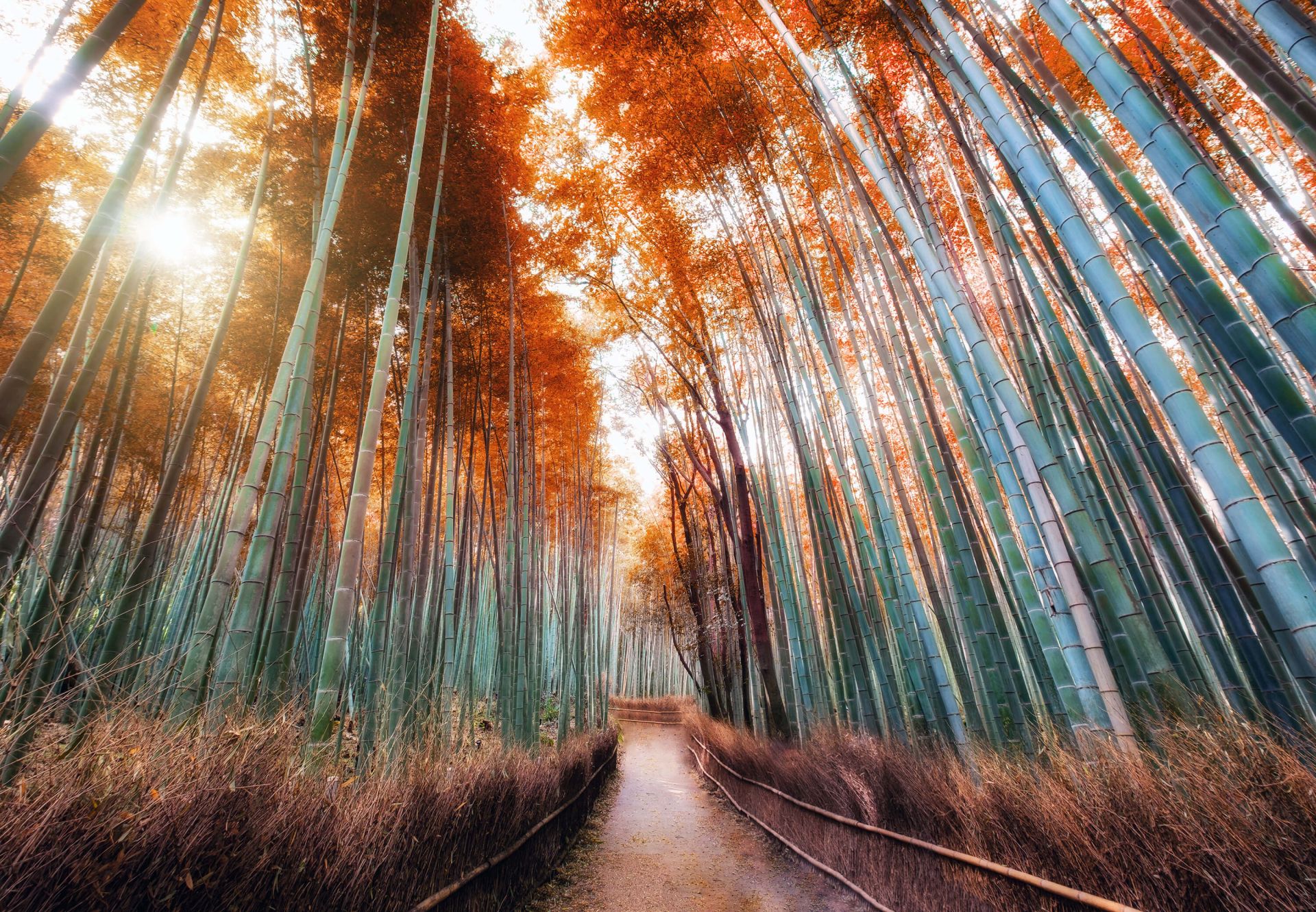Бамбуковый лес осенью