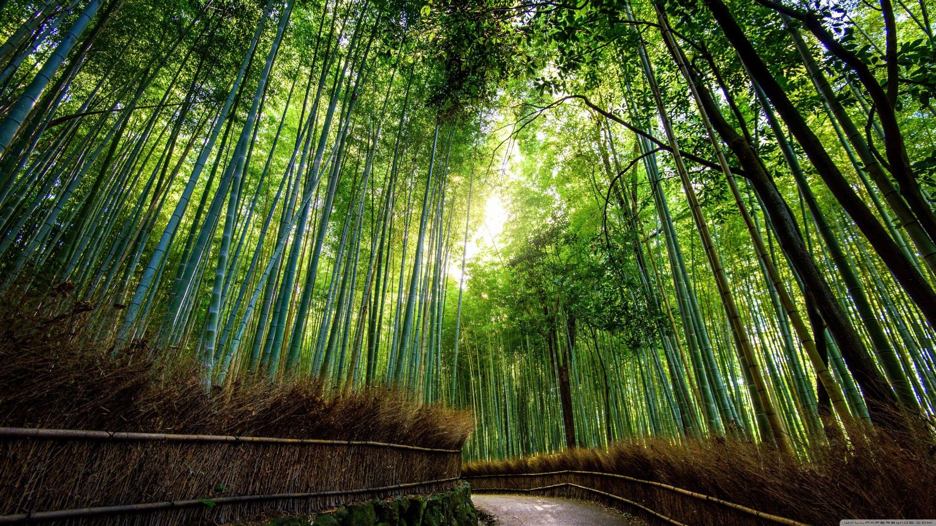 Japan's bamboo forest: What Arashiyama Bamboo Grove really looks like