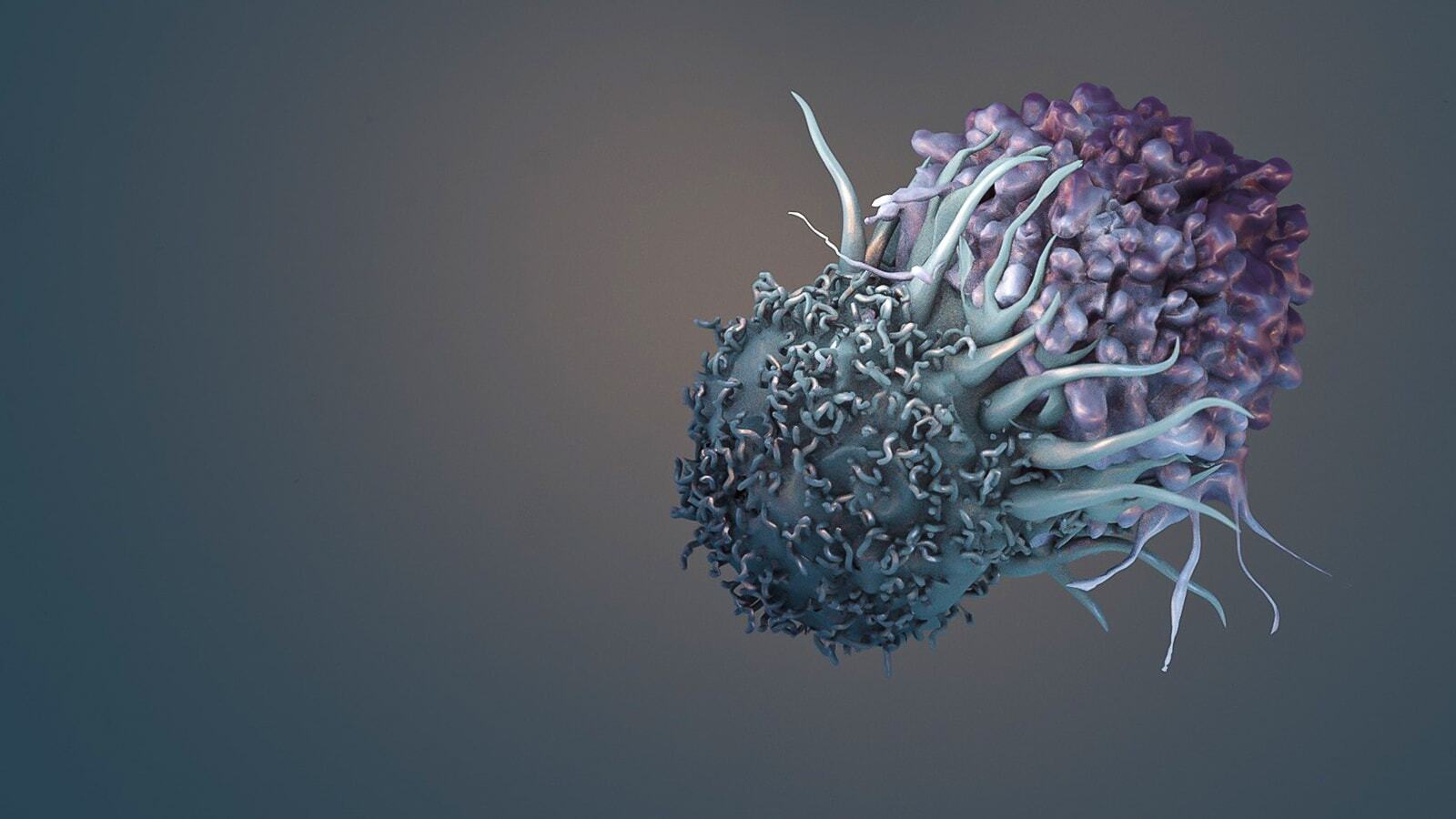 Cancer Cell Apoptosis  Stock Image  C0307081  Science Photo Library