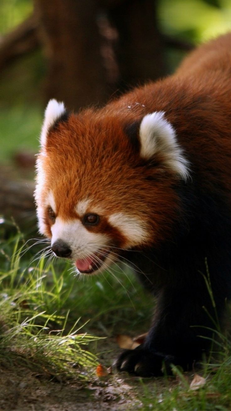 Nature Cute Leopard Cat Wood Bokeh #iPhone #plus #wallpaper. Animals beautiful, Animals, Red panda
