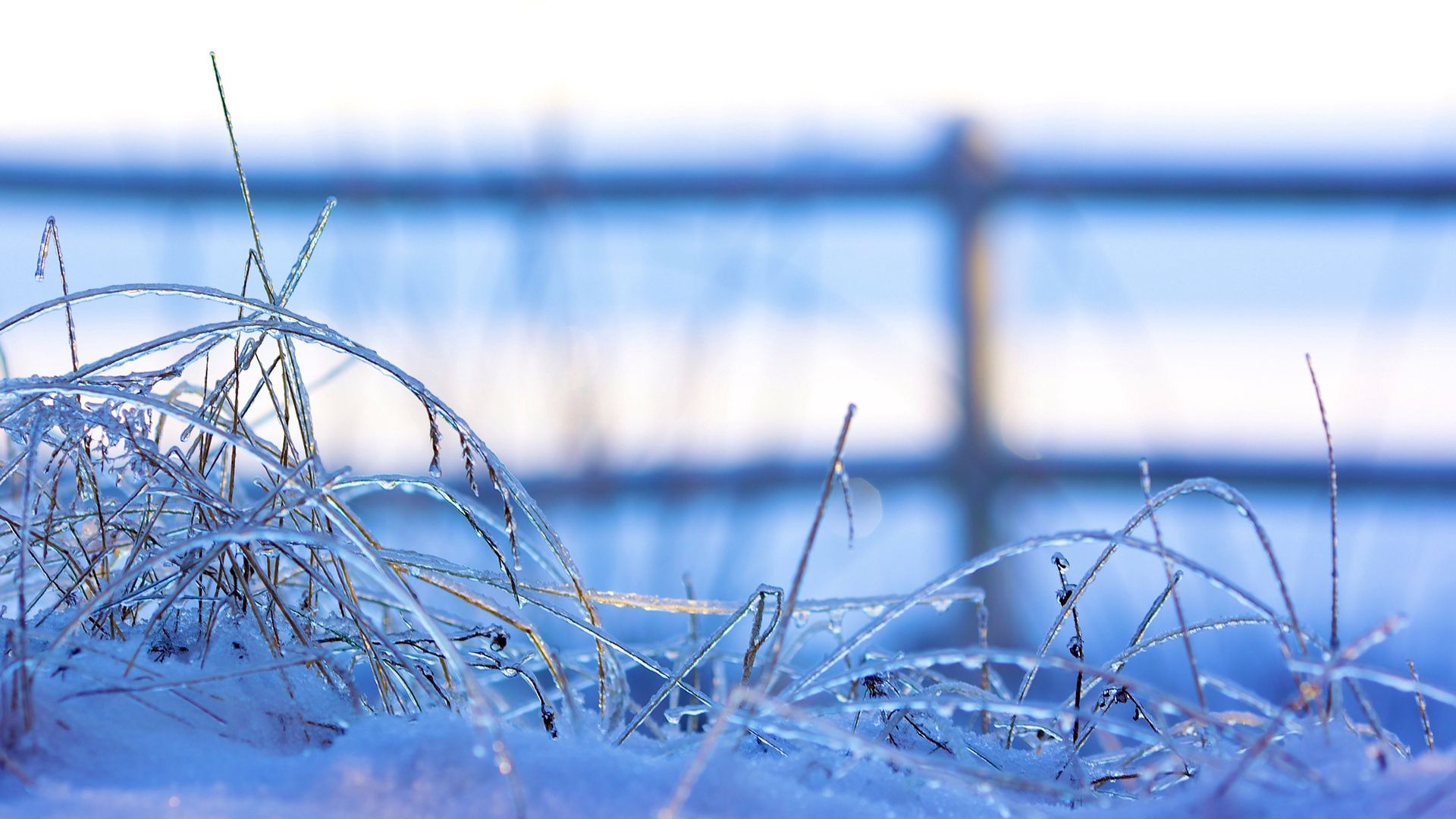 Wallpaper winter frozen grass ice snow. Winter background, Winter wallpaper, Frozen wallpaper