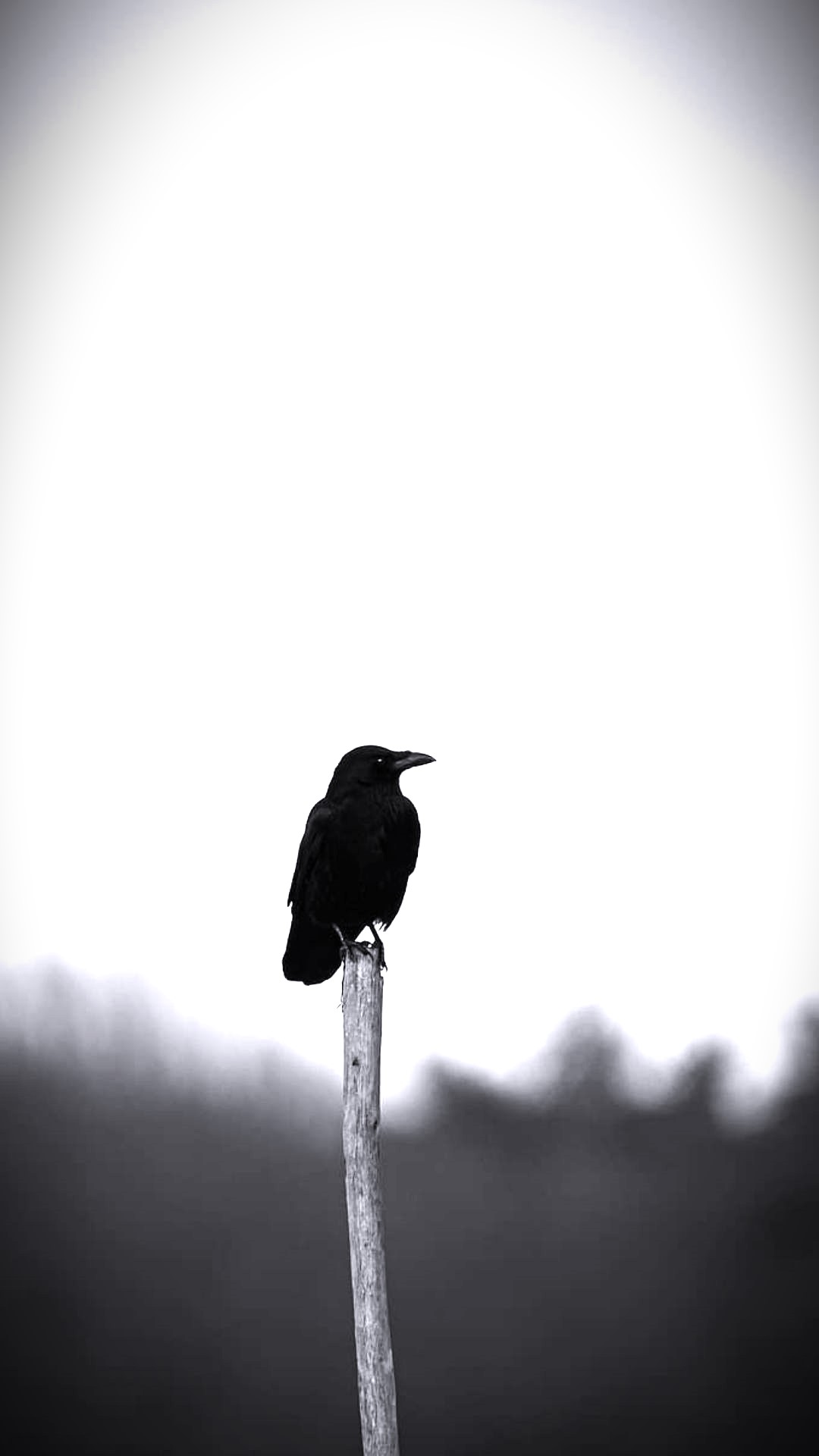 Best Raven Wallpaper [ HQ ]