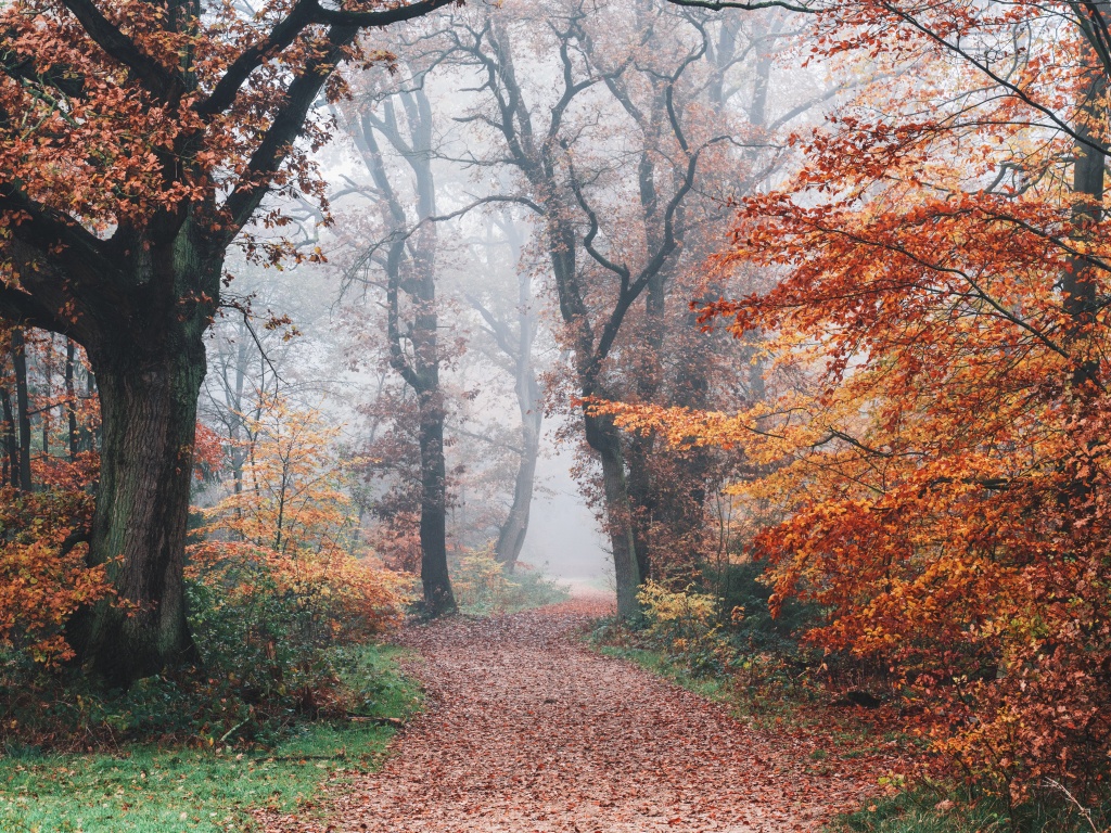 Autumn Wallpaper 4K, Forest, Fall Foliage, Nature