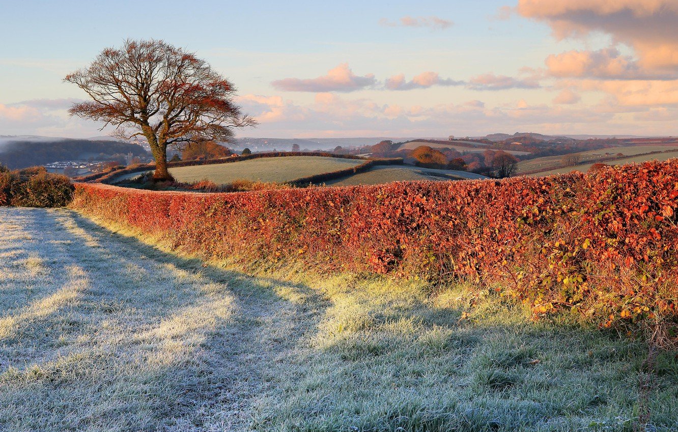 Wallpaper frost, nature, tree, lawn, the fence, field, fence, late autumn image for desktop, section природа