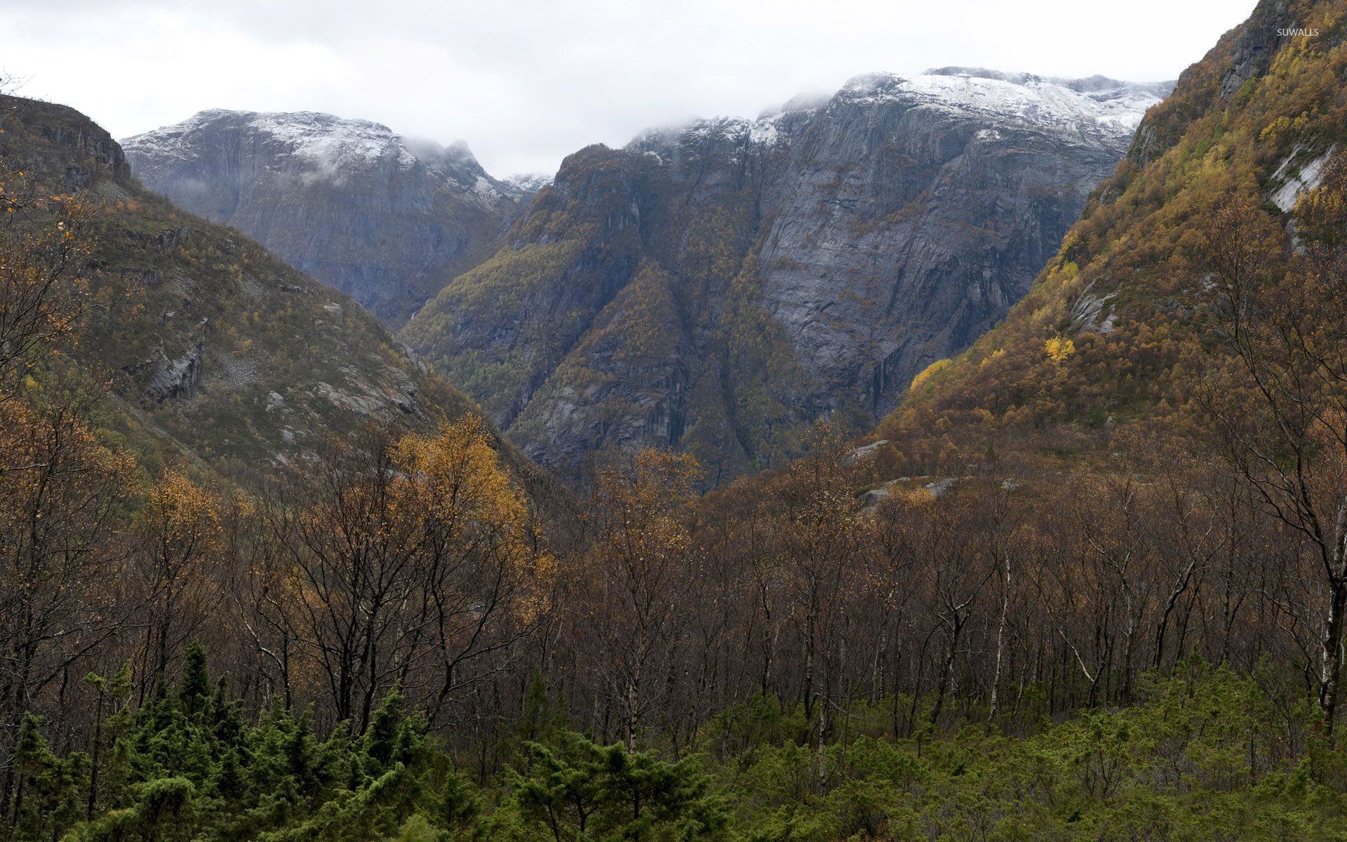 Late autumn forest in the mountains wallpaper wallpaper