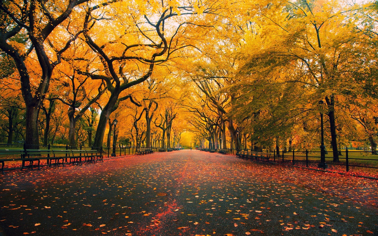 Late Autumn Desktop Themes Wallpaper Widescreen