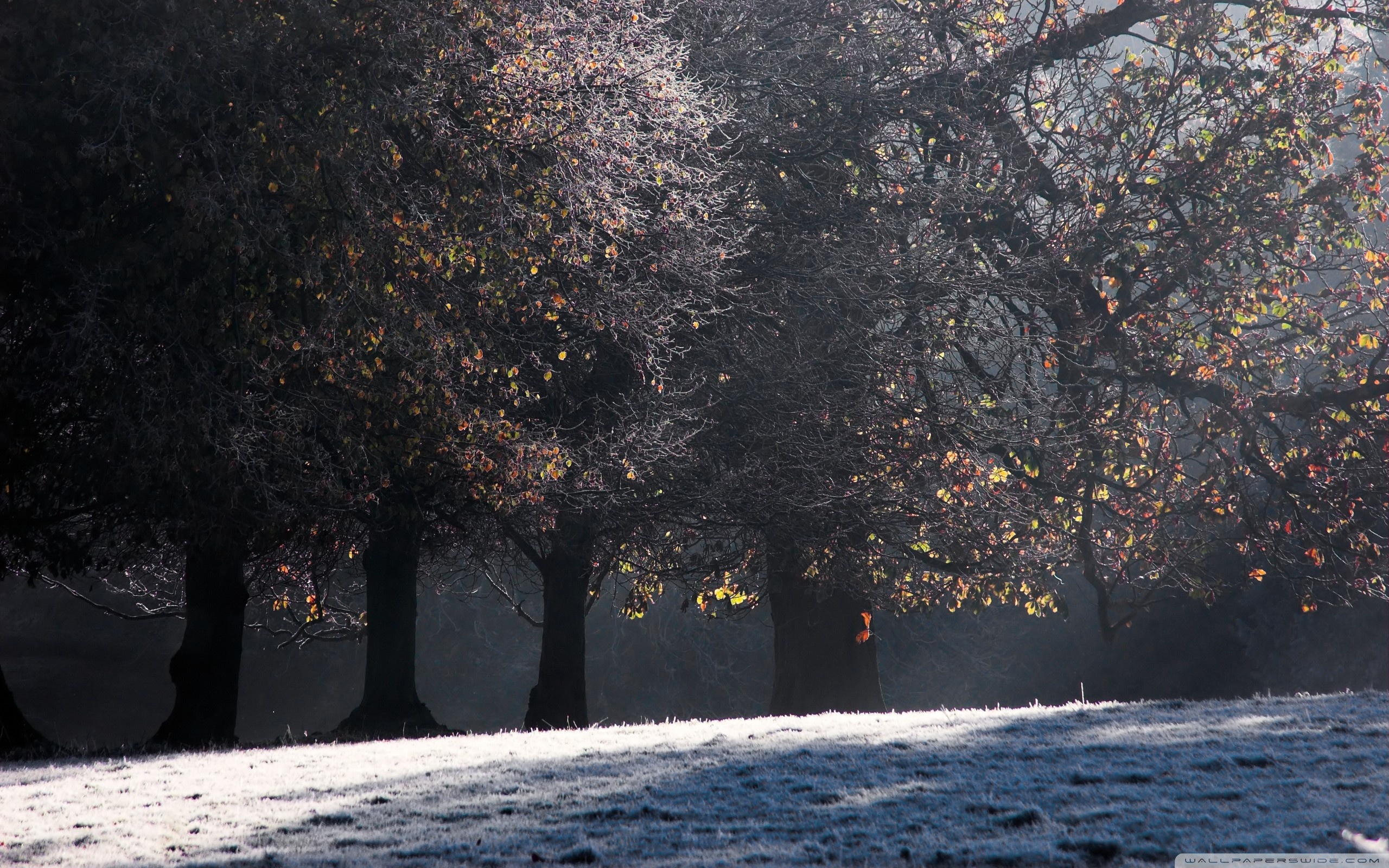 Hoarfrost In Late Autumn Ultra HD Desktop Background Wallpaper for 4K UHD TV, Tablet