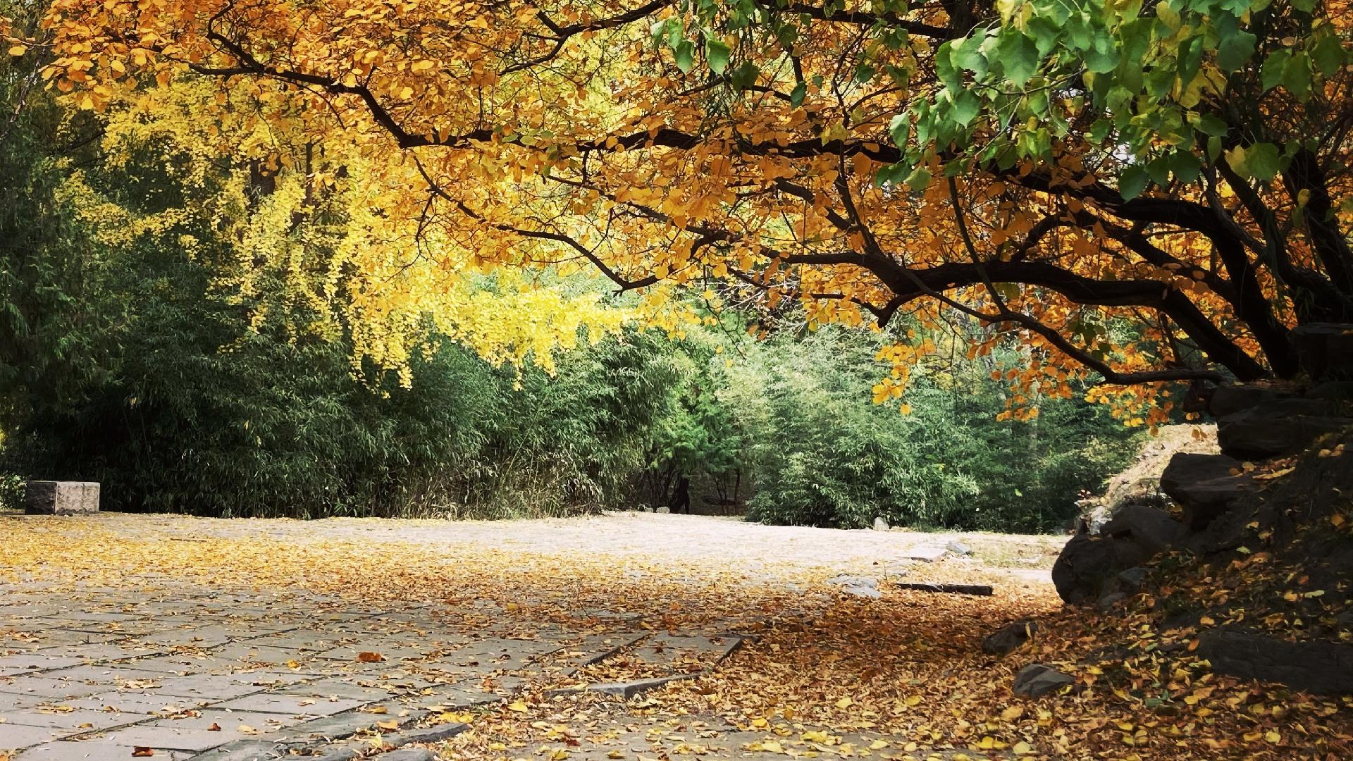 Urban nature's healing moments: Late autumn in the Old Summer Palace