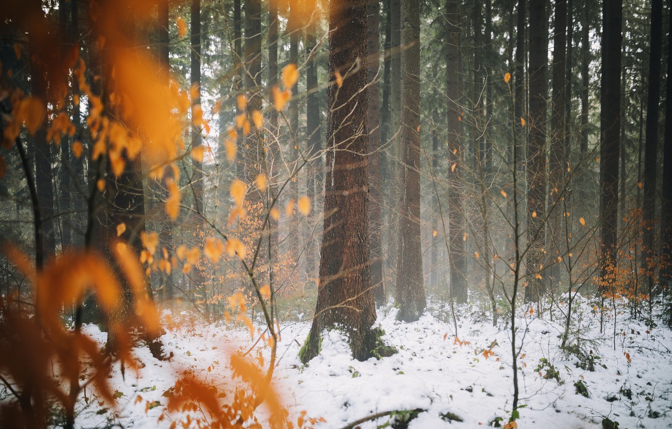Wallpaper winter, autumn, forest, leaves, snow, trees, late autumn image for desktop, section природа