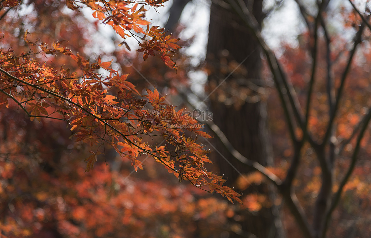 Late Autumn Maple Leaves Picture And HD Photo. Free Download On Lovepik