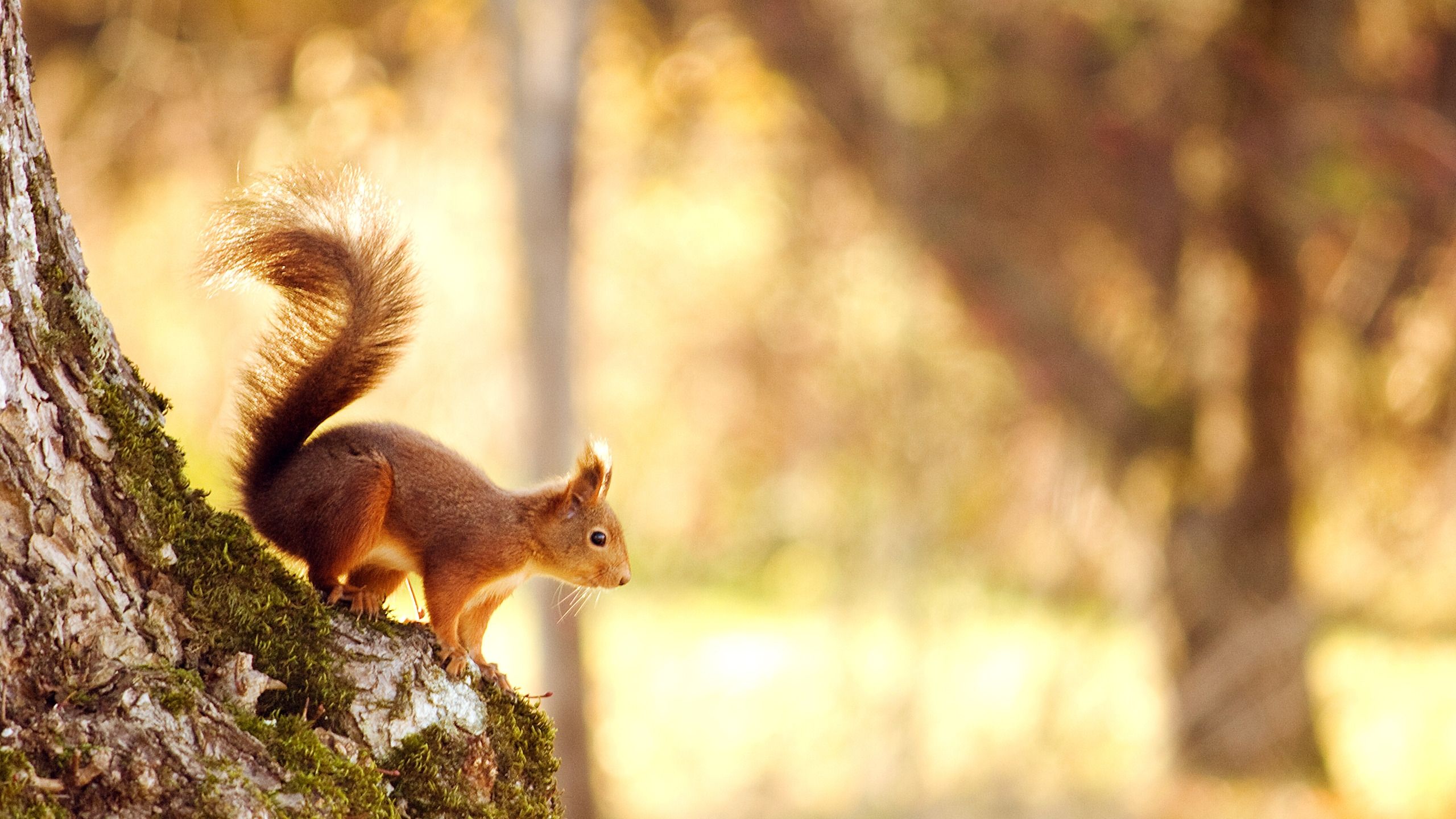 Squirrel in the Autumn. Autumn animals, Animal wallpaper, Cute squirrel