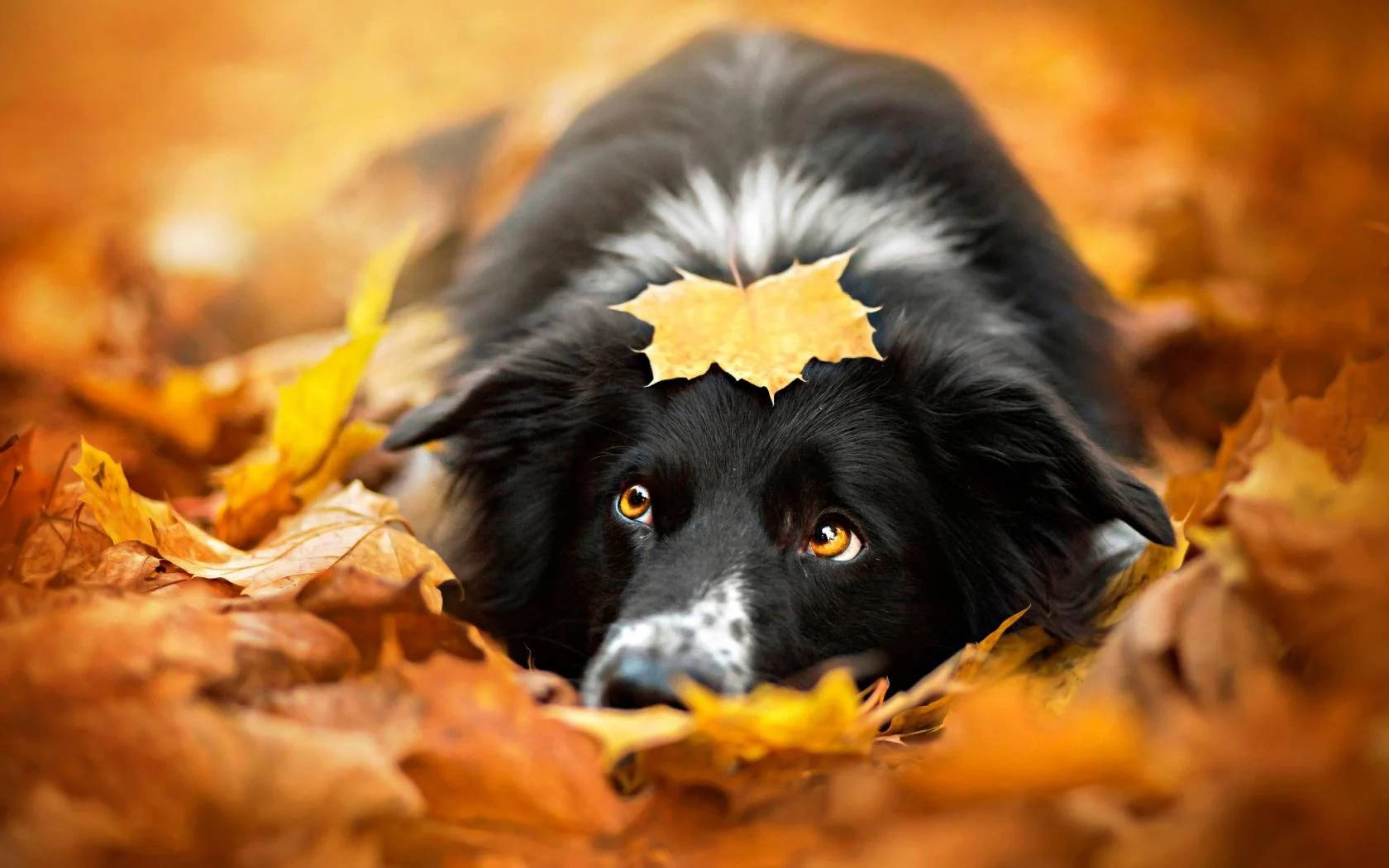 Download Collie Dog In Fall Season Wallpaper