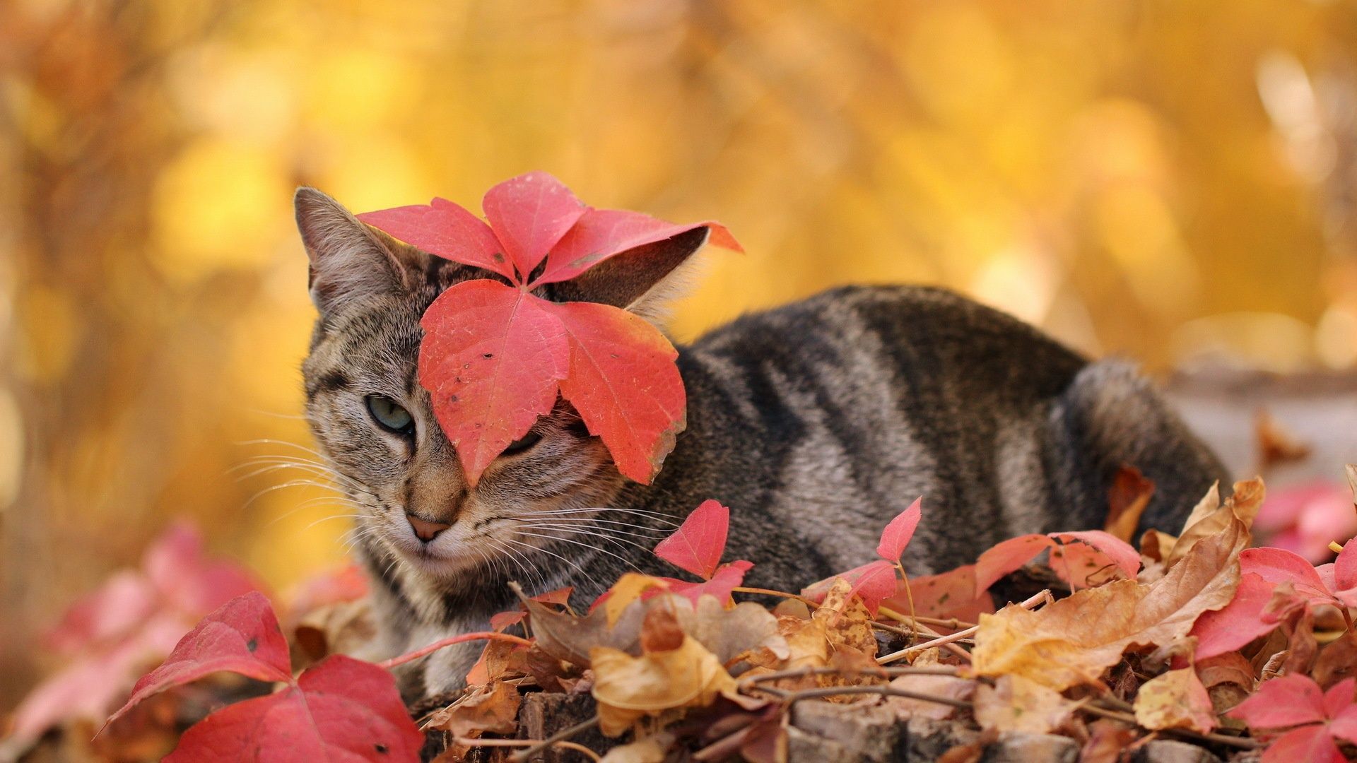 Reasons Why Fall Is Life. Autumn animals, Cats, Animal wallpaper