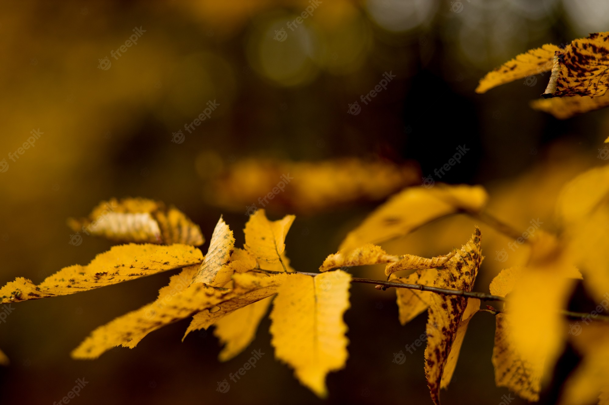 Blurred Autumn Wallpapers - Wallpaper Cave