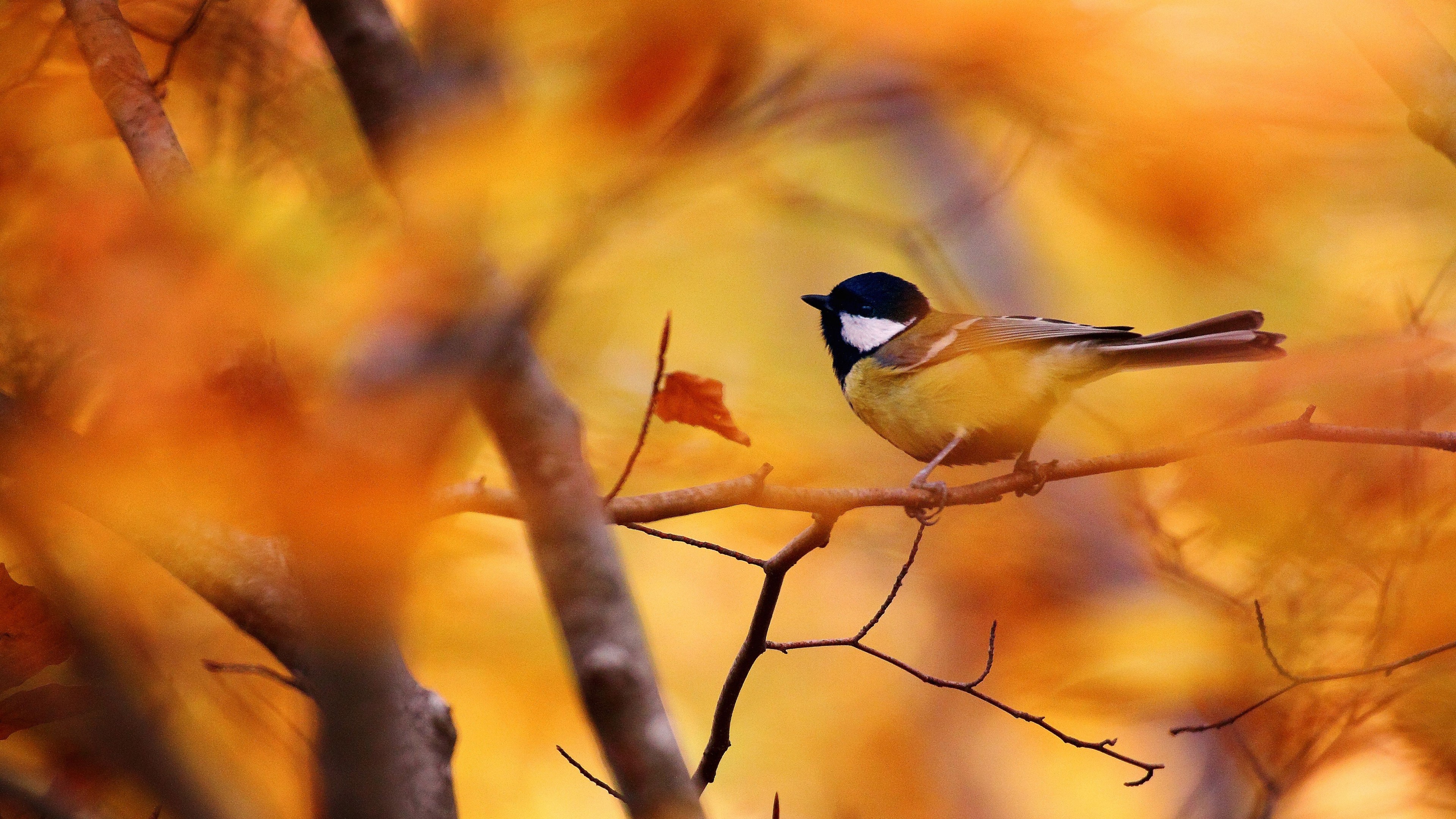 Wallpaper Tit, autumn, tree, blur, Animals