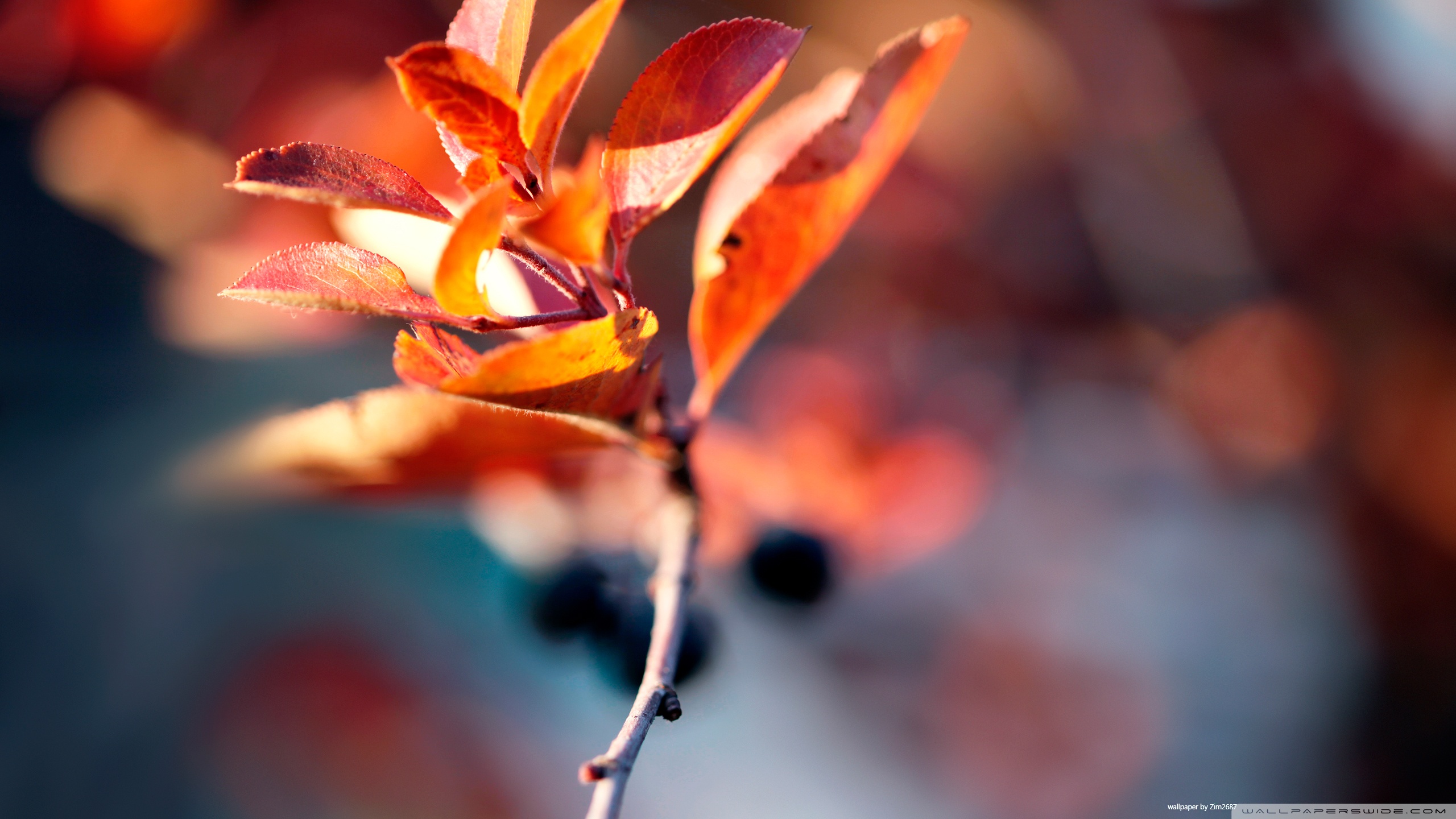 Autumn Blur Ultra HD Desktop Background Wallpaper for 4K UHD TV, Tablet