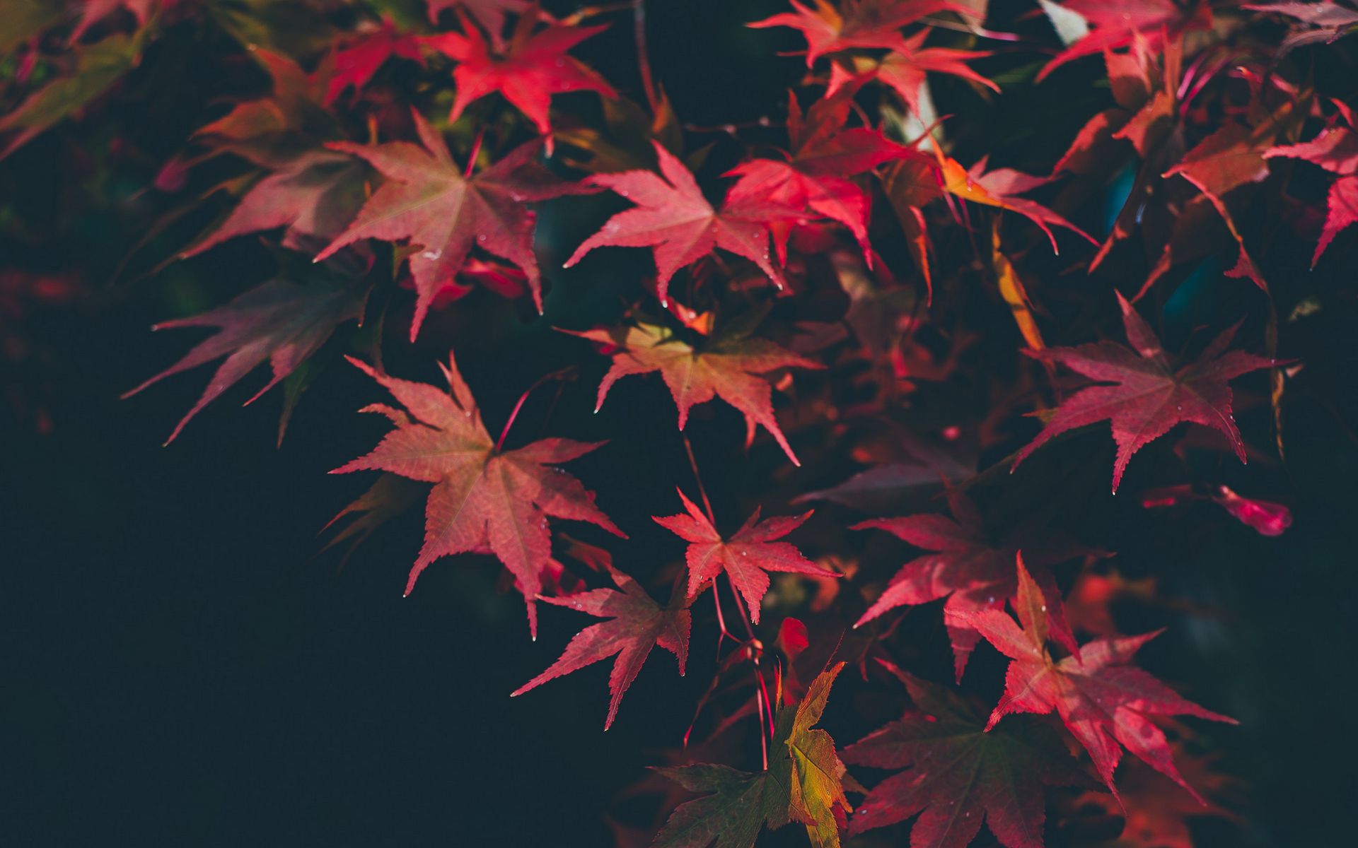 Blurred Autumn Wallpapers - Wallpaper Cave