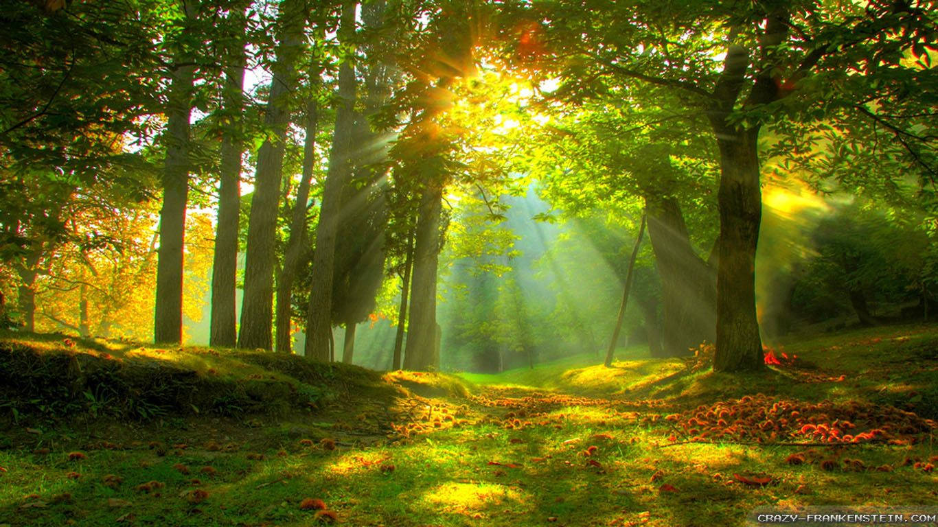 Download Forest With Beautiful Sunlight Wallpaper