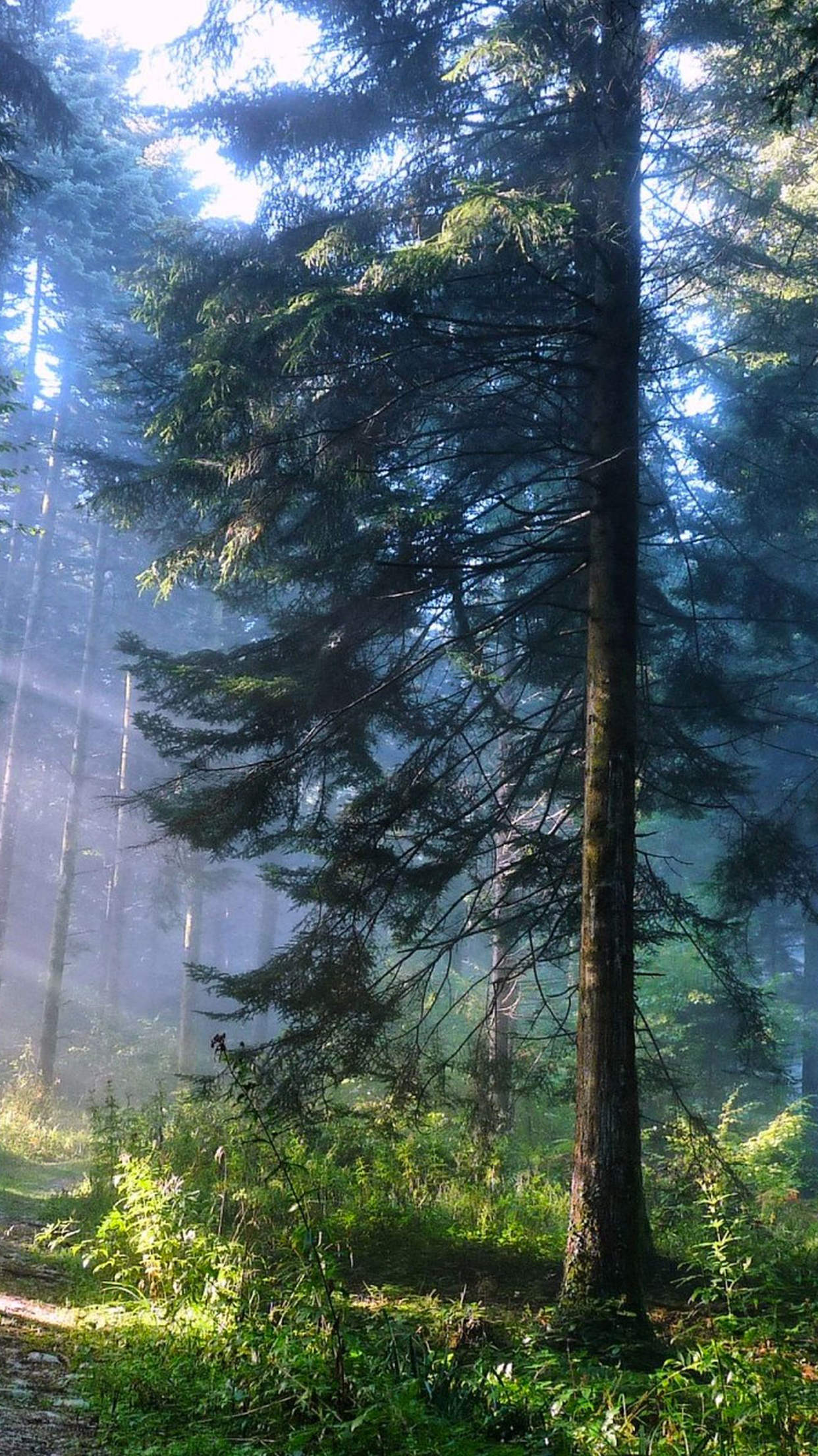 Beautiful Forest Wallpaper for iPhone Pro Max, X, 6
