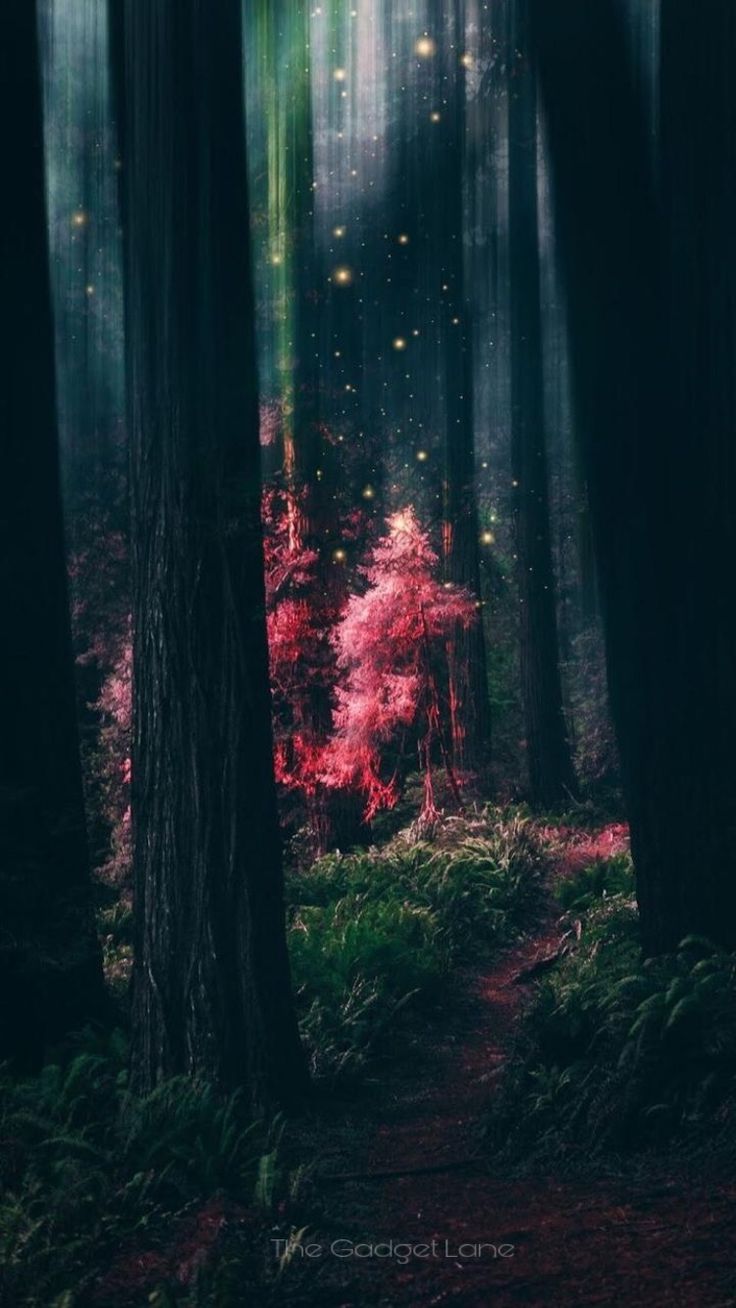 Nature. Wallpaper. iPhone. Android. Magical forest, Forest wallpaper, Beautiful nature wallpaper