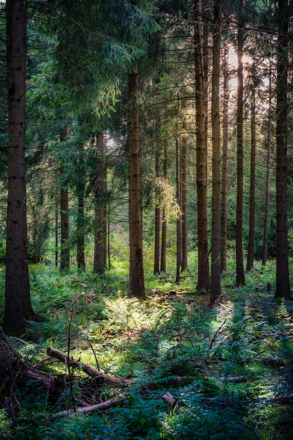 Stunning Forest Picture [HQ]. Download Free Image