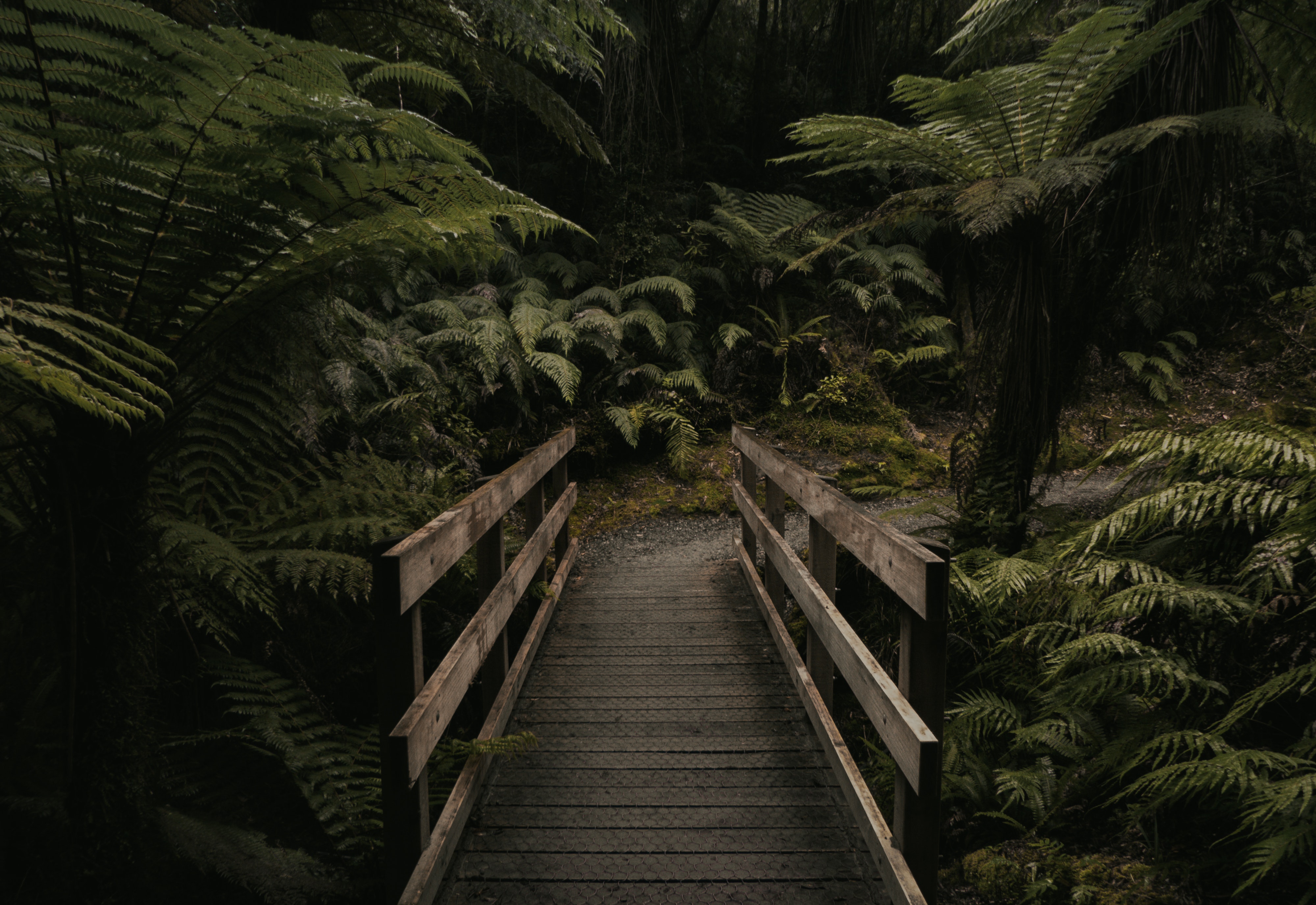 Dark Forest Photo, Download Free Dark Forest & HD Image