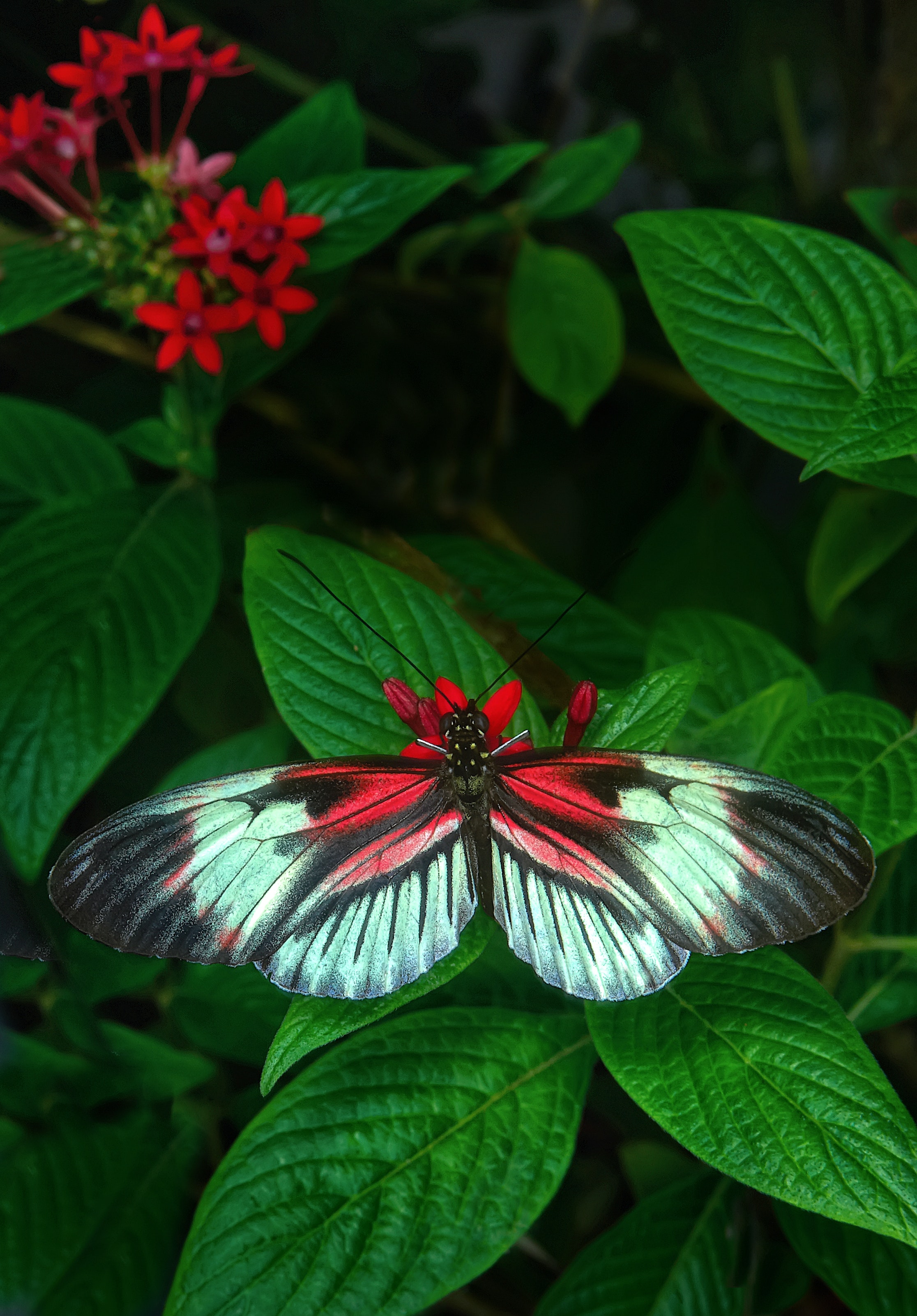 Butterfly Wallpaper Photo, Download Free Butterfly Wallpaper & HD Image