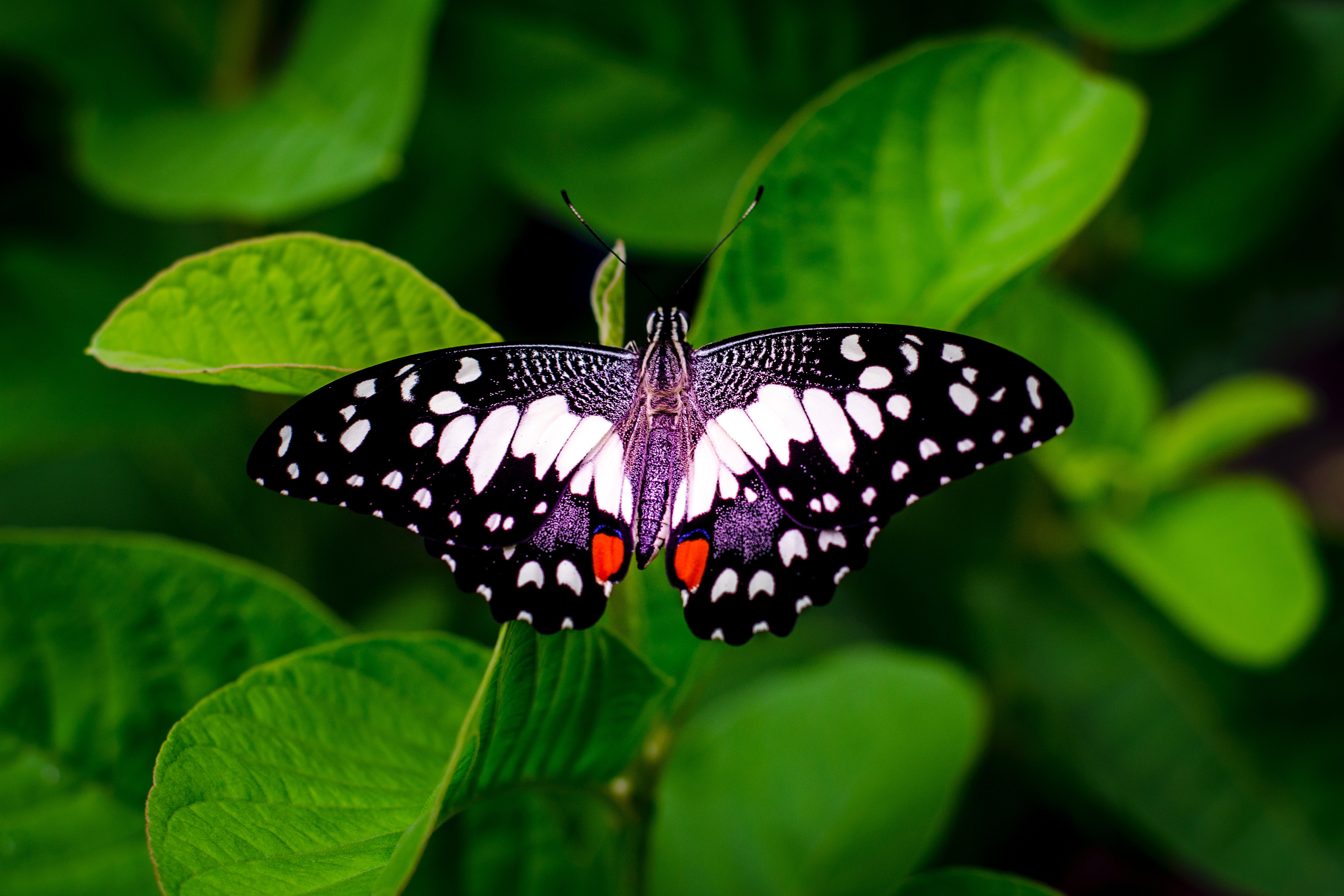 Butterfly Wallpaper Photo, Download Free Butterfly Wallpaper & HD Image
