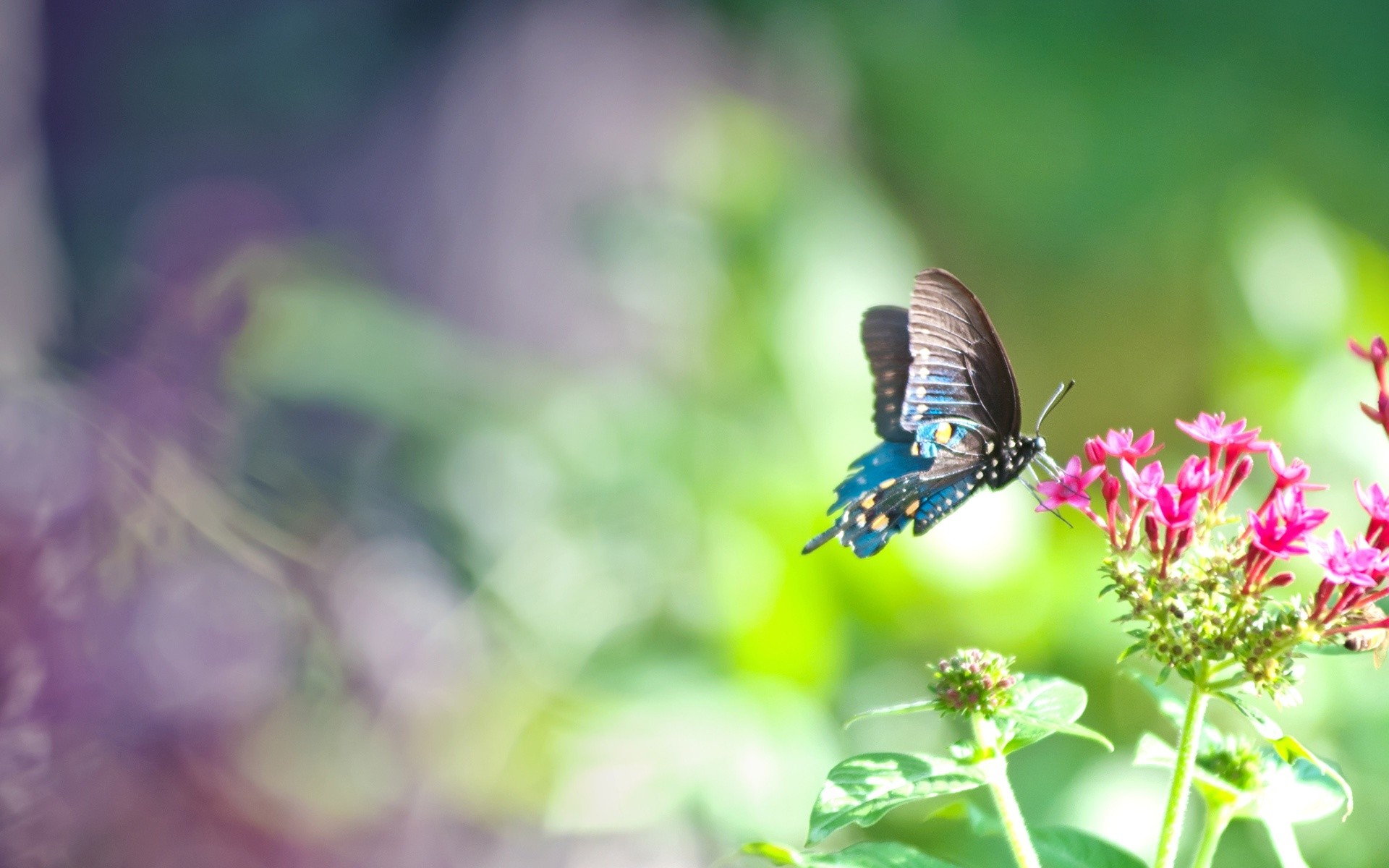 real blue and pink butterfly