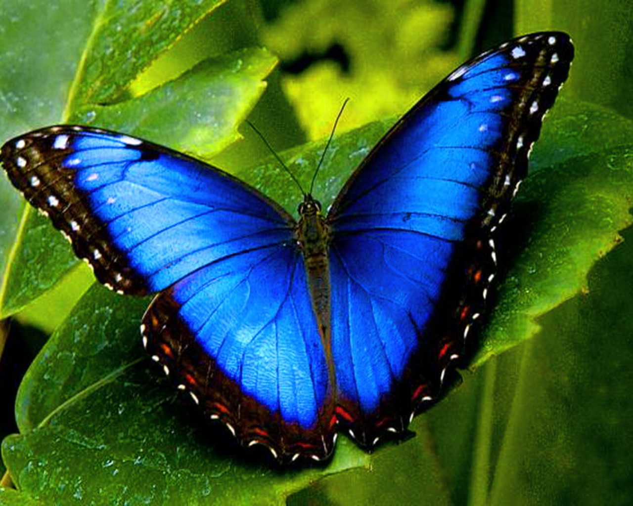 Butterfly Wallpaper Nature Blue Butterfly