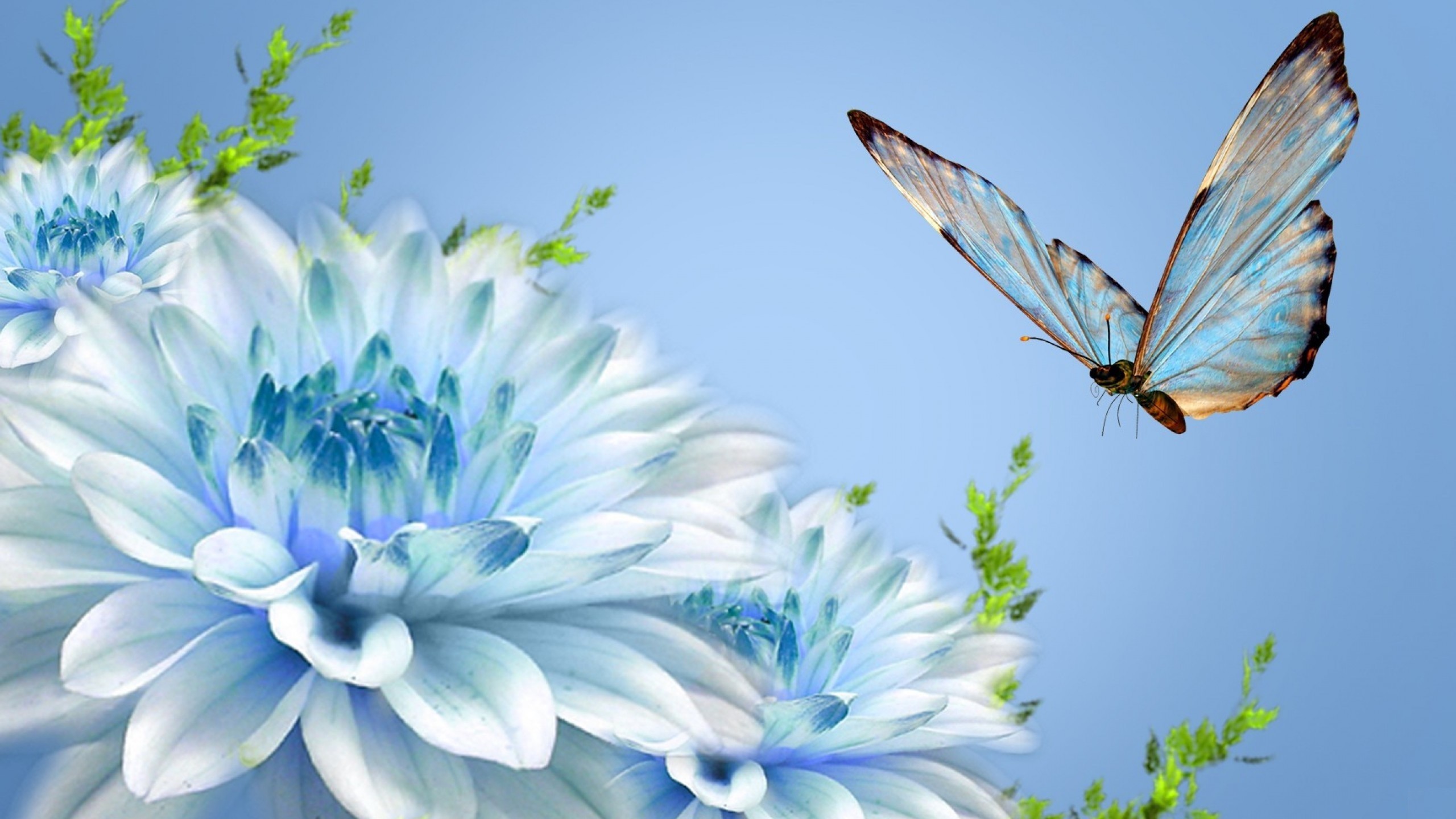 Beautiful Butterfly Wallpaper