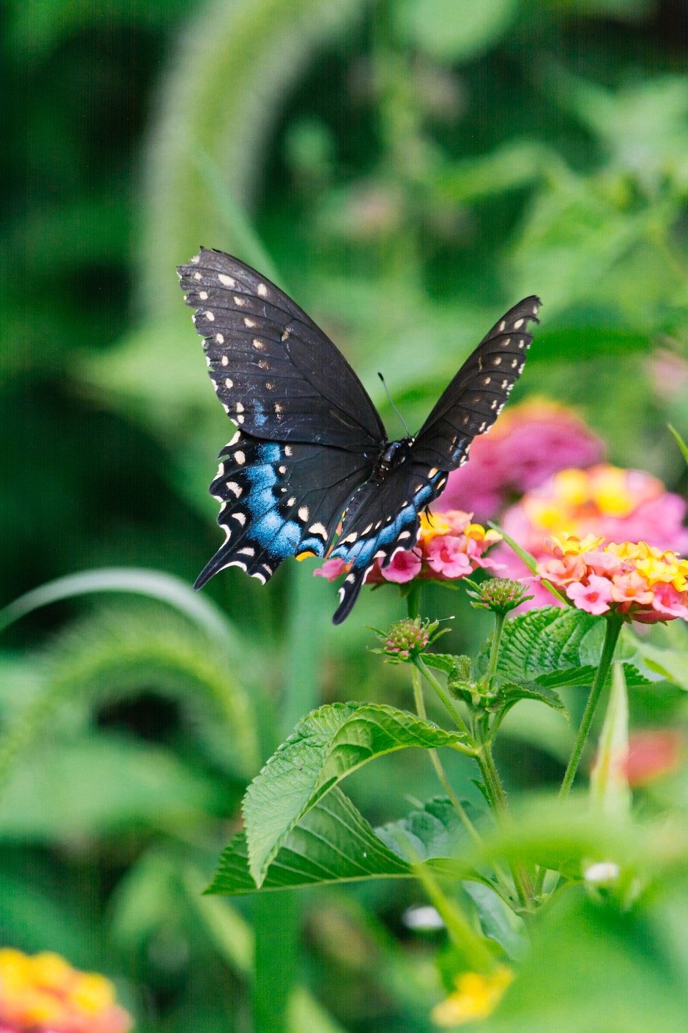 Butterfly On Flower Picture. Download Free Image