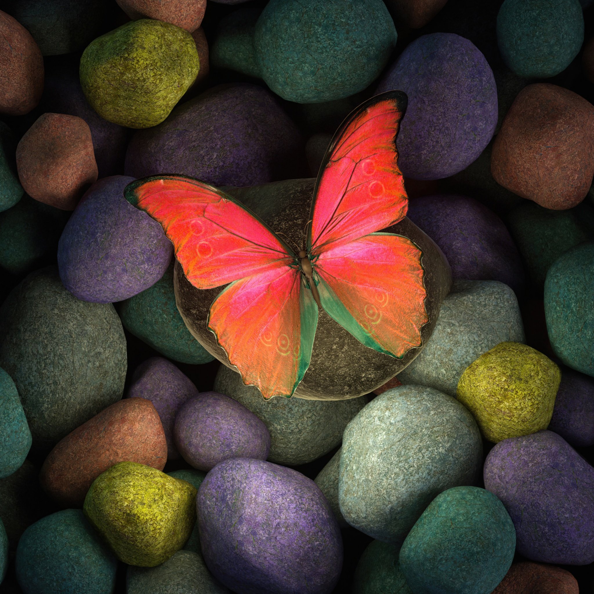 Butterfly Wallpaper 4K, Stones, Colorful, Focus, Photography