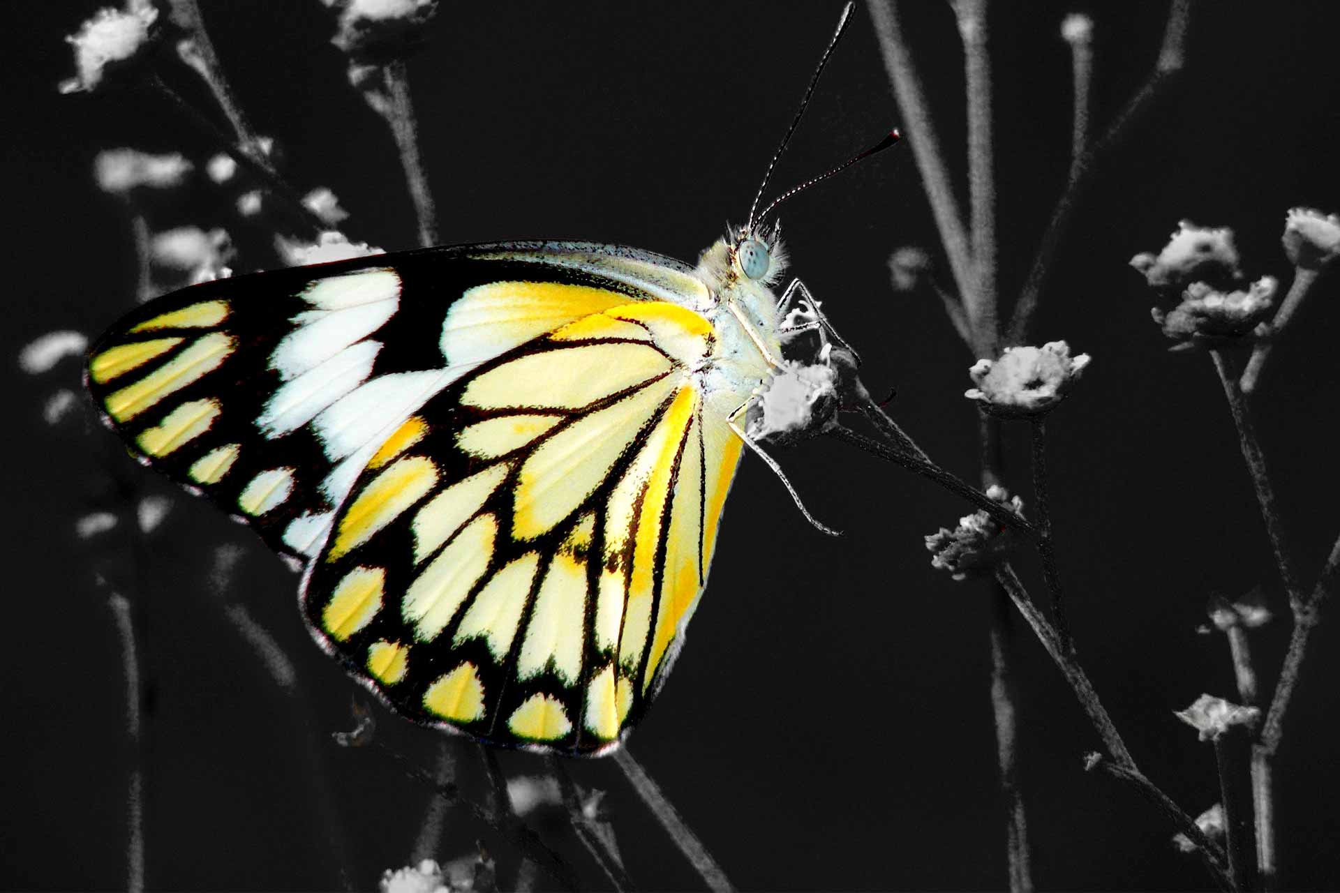 Beautiful Black Butterfly Wallpaper [HD Quality]