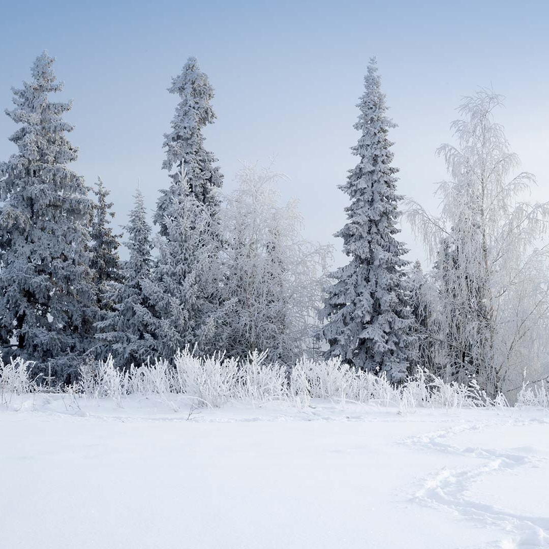 Winter Forest 1080x1080 Wallpapers - Wallpaper Cave