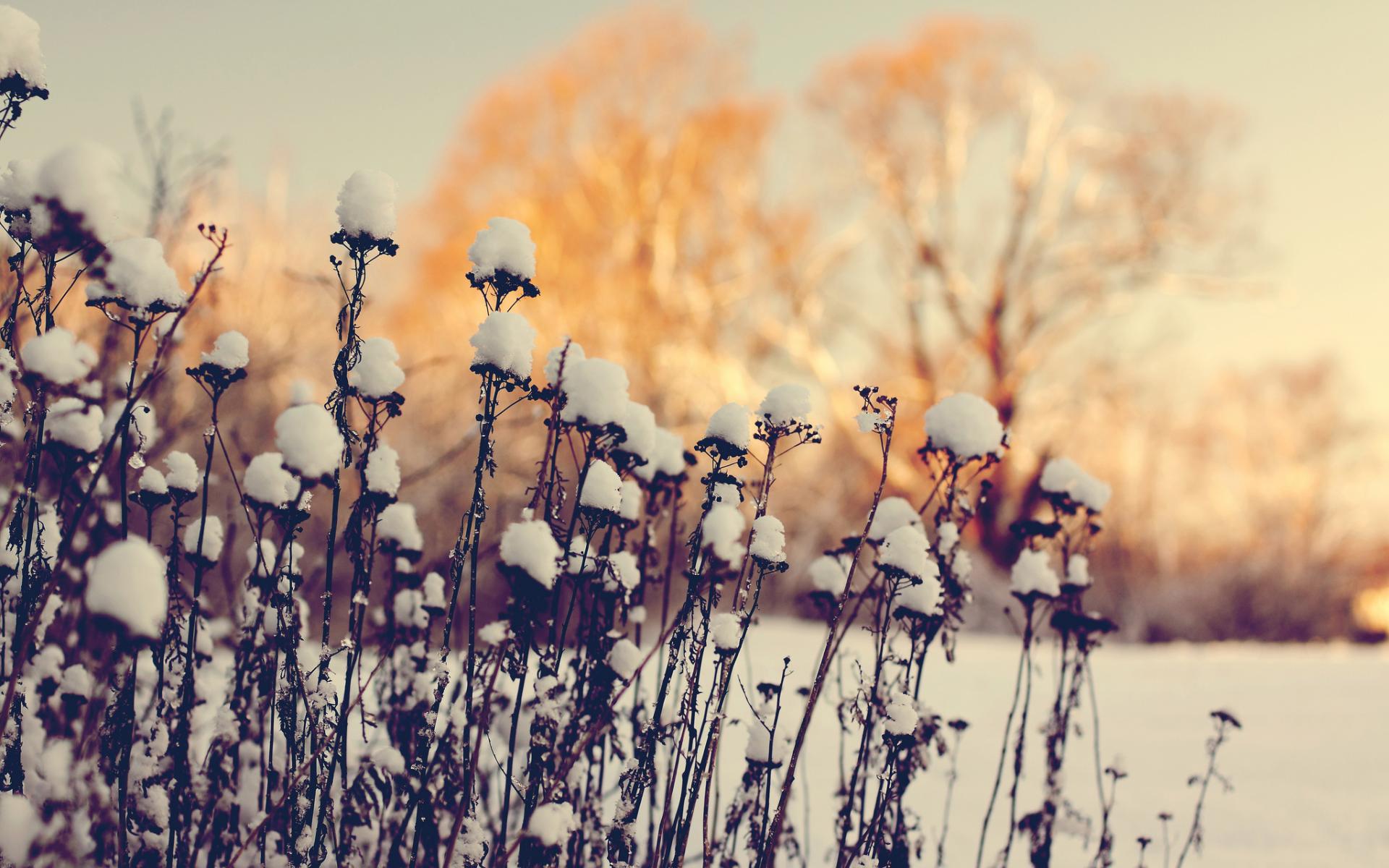 nature, Landscapes, Plants, Grass, Trees, Sunset, Sunrise, Fields, Winter, Snow, Seasons Wallpaper HD / Desktop and Mobile Background