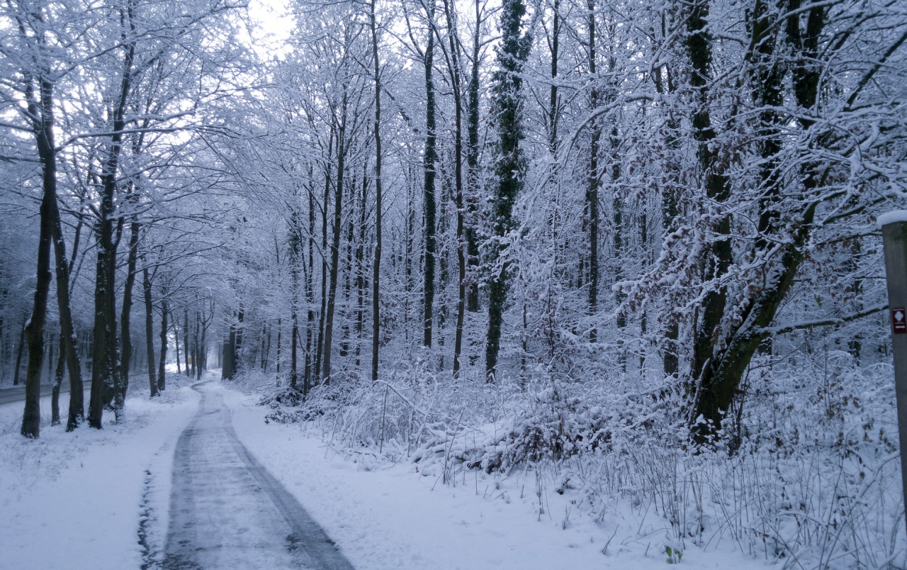 Winter Trees Road Plants Snow wallpaper. Winter Trees Road Plants Snow