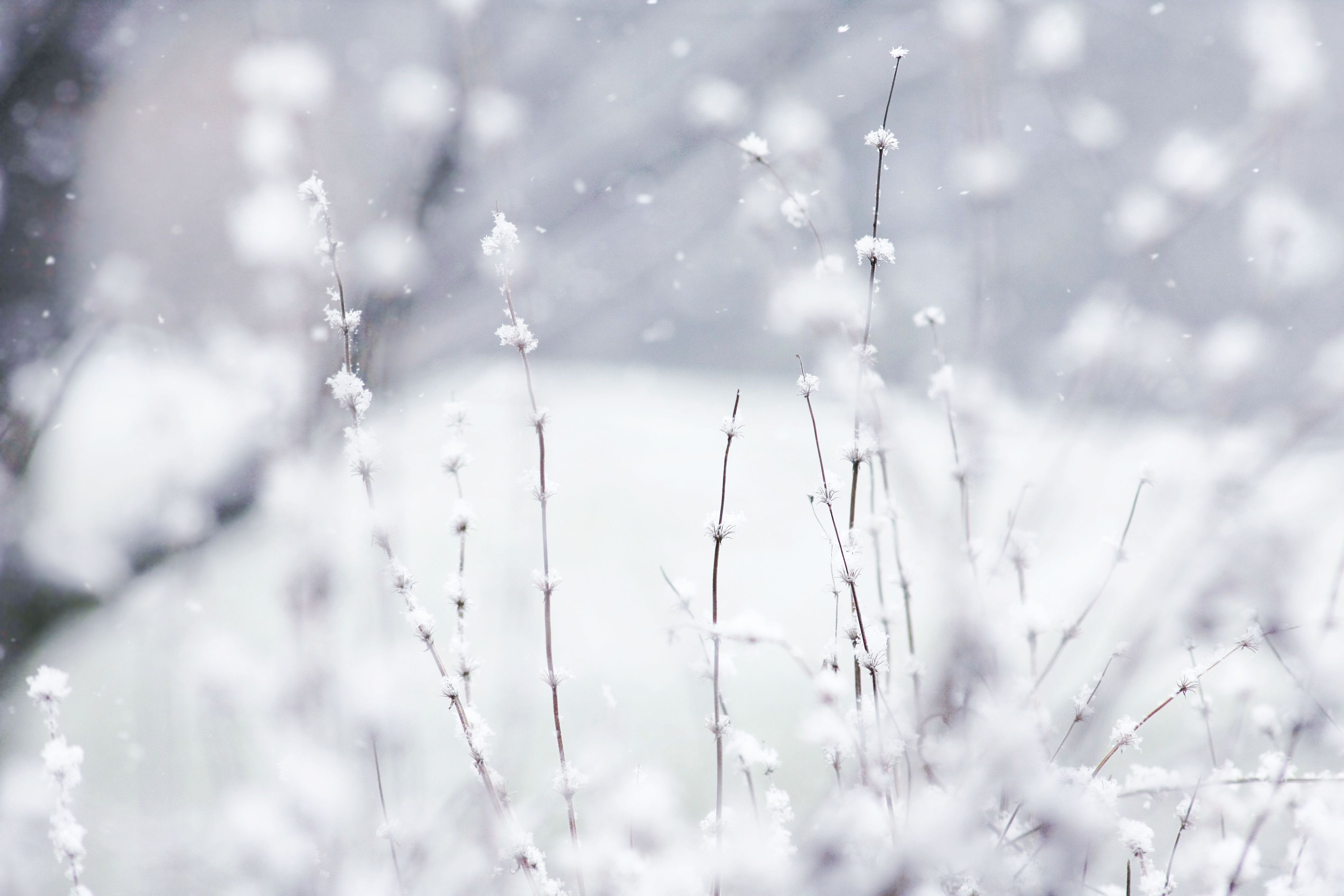 Texas Winter Wallpaper