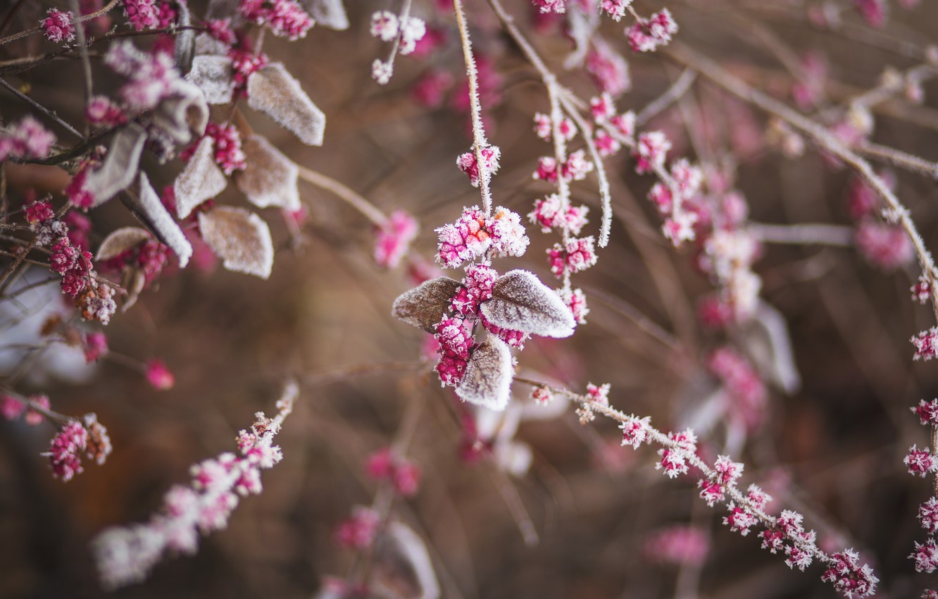 Wallpaper Winter, Leaves, Plant, The bushes, Frozen, Frost, Winter, Frost, Snow, White, Frosty, December, Ice, Flora, Cold, Leaves image for desktop, section природа