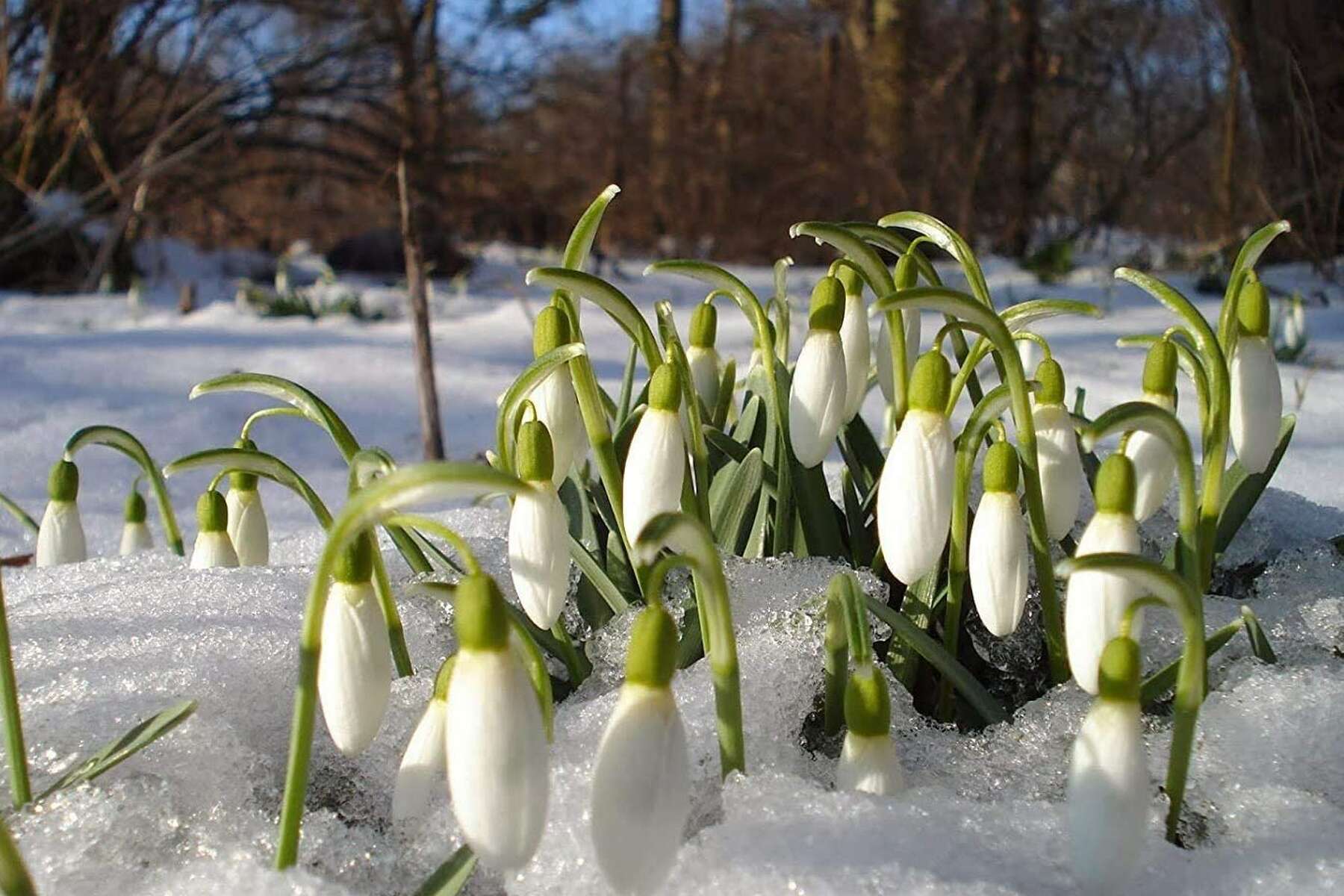 winter plants to spruce up your home garden
