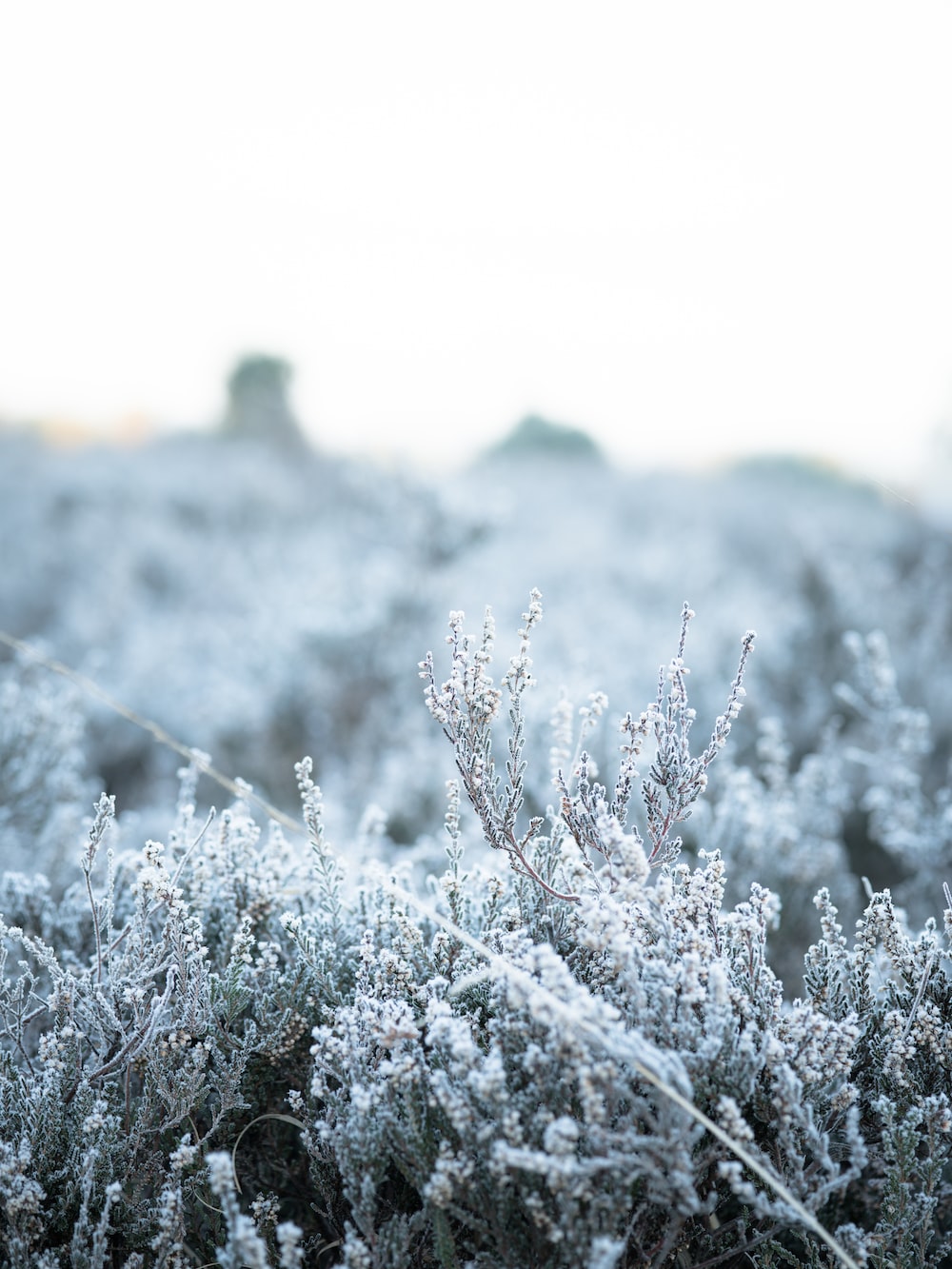 plants during winter photo