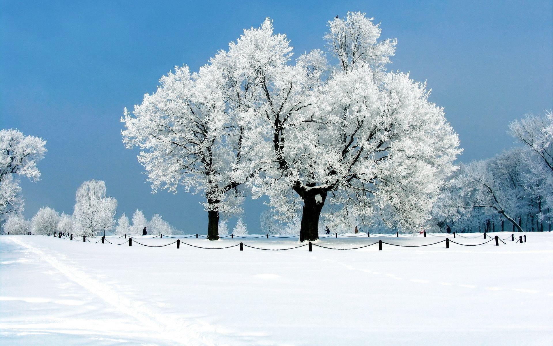 Winter Nature Wallpaper Download Free