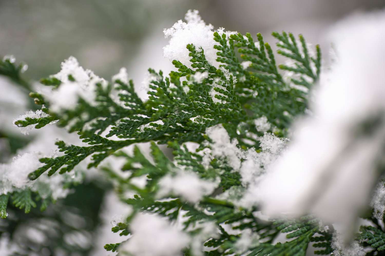 Best Plants for Winter Landscapes