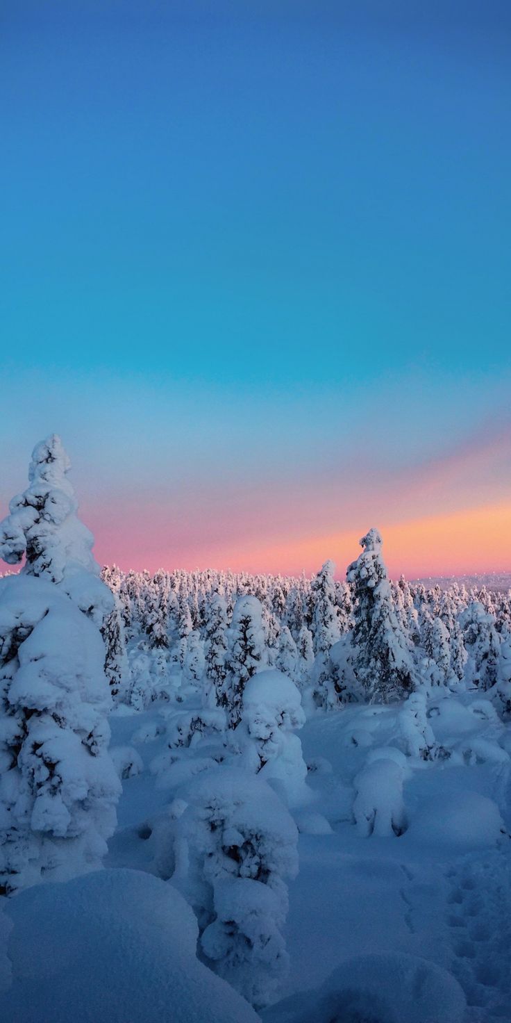 Christmas Tree Sunset Wallpapers - Wallpaper Cave