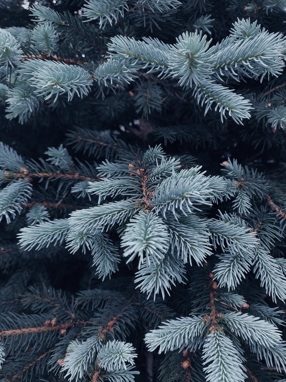Aesthetic Christmas Wallpaper Background For iPhone (Free!)